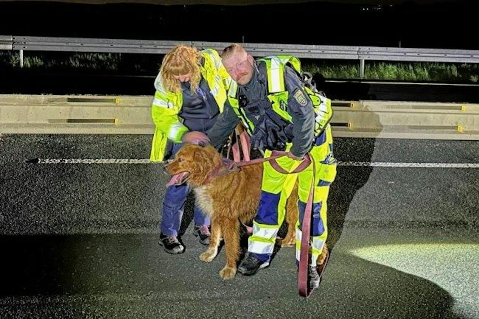 "Sichtlich trauernd verteidigte der Mischlingshund aufgeregt seinen toten Freund": Die Zwickauer Polizei hatte Mühe, den Hund einzufangen.