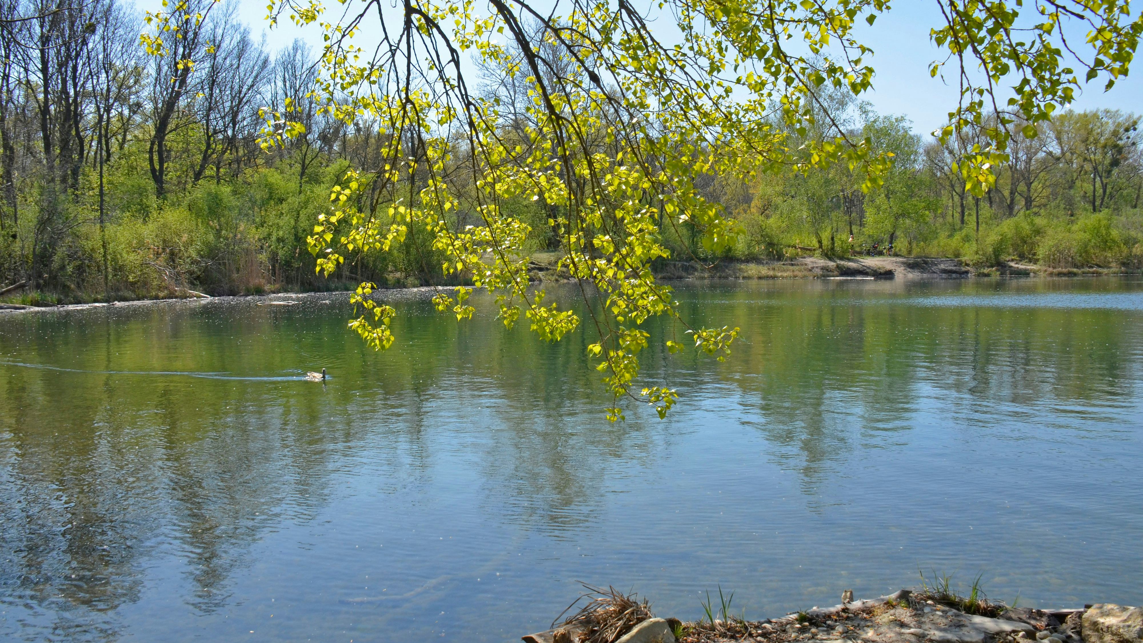 Heute.at - Diese Tiere schlängeln sich durch die Donau-Auen