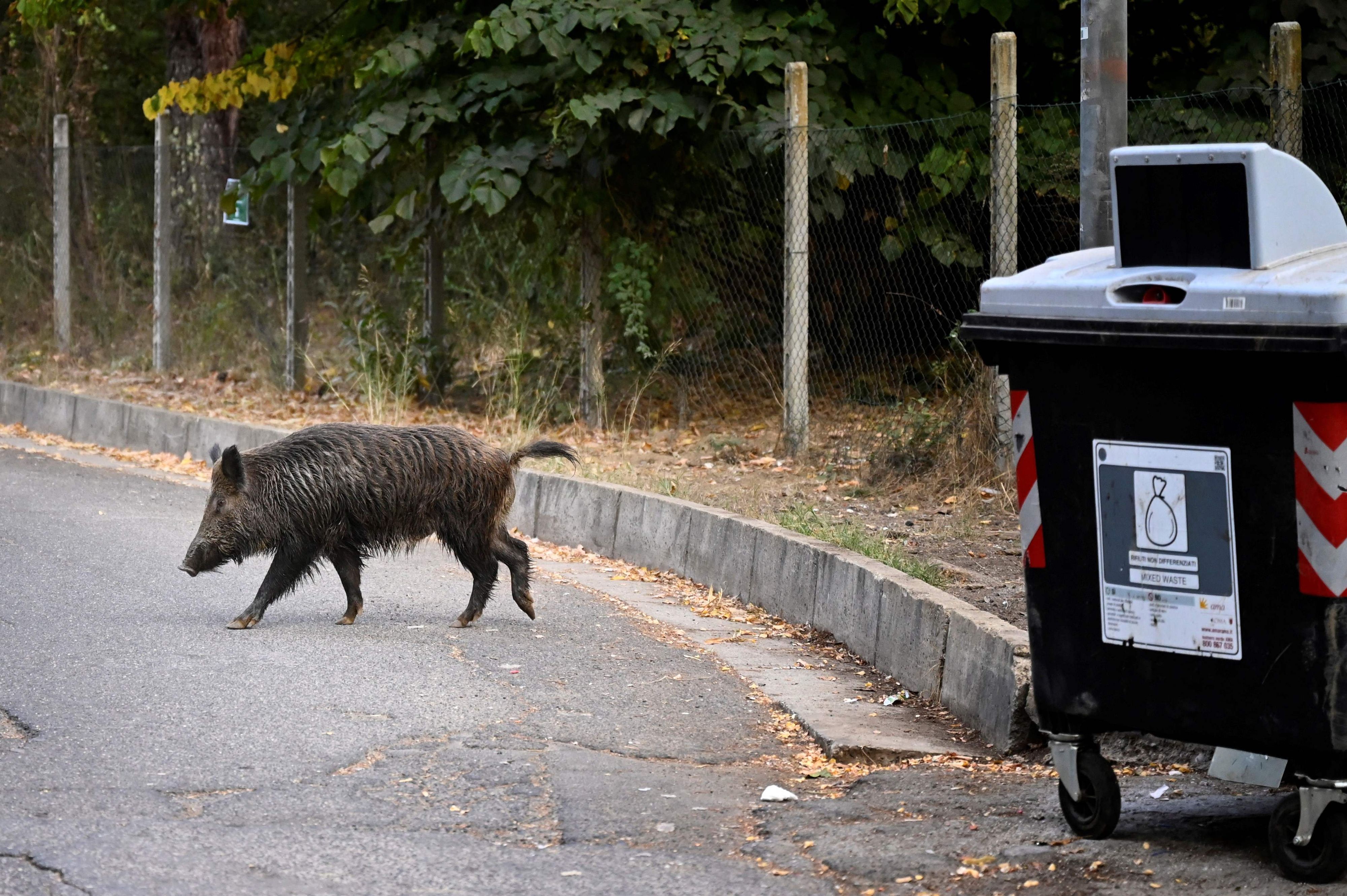 Die Wildschweine in Rom sind hinter den Abfällen her.