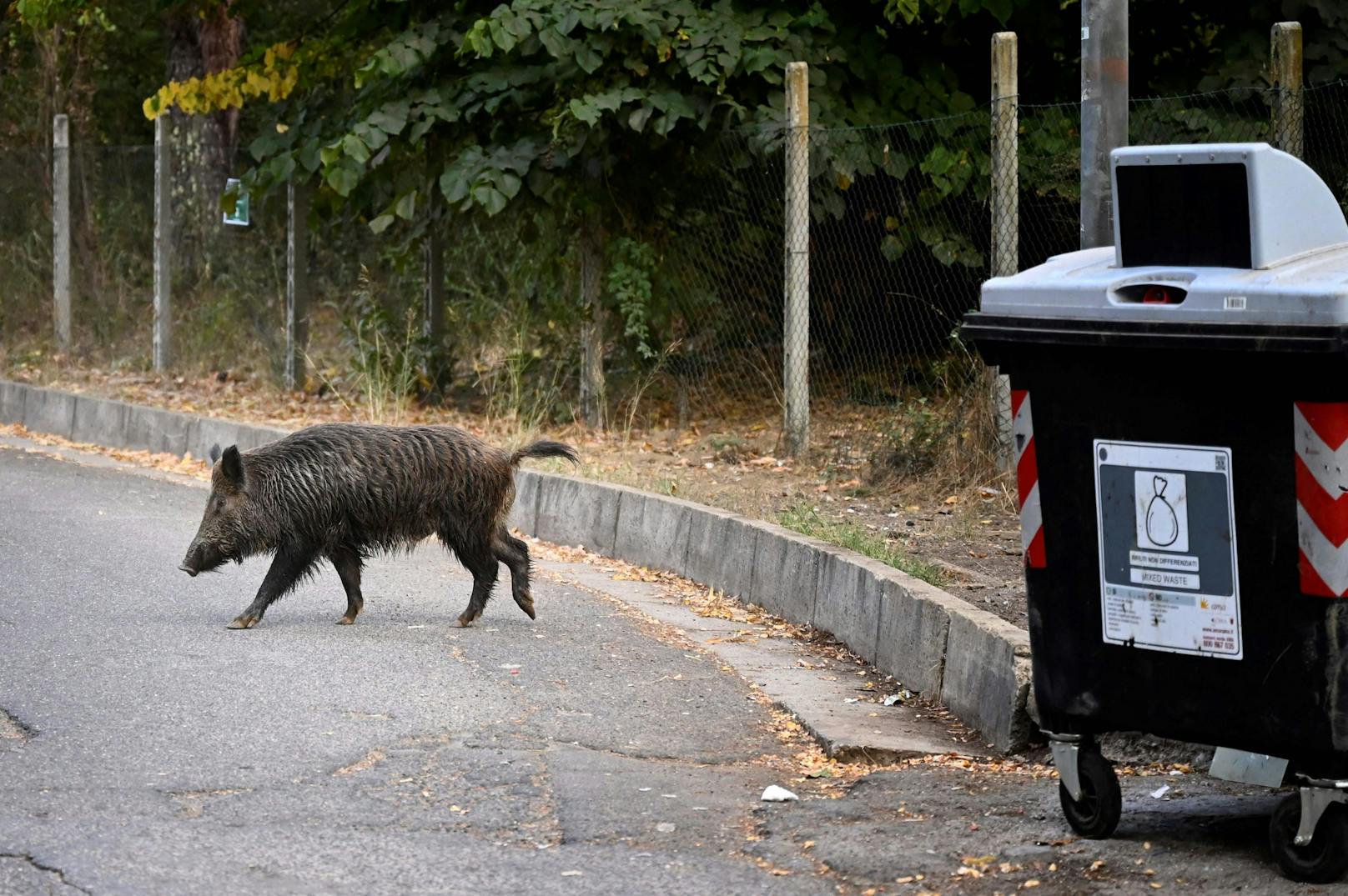 Die Wildschweine in Rom sind hinter den Abfällen her.