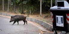 Jagd erlaubt – so schlimm ist Roms Wildschwein-Problem