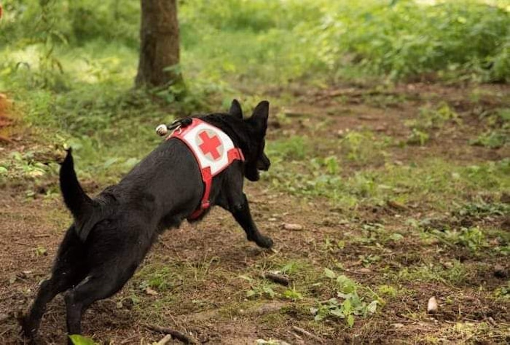 Mitarbeiter mit ihren Suchhunden wurden alarmiert (Symbolfoto).