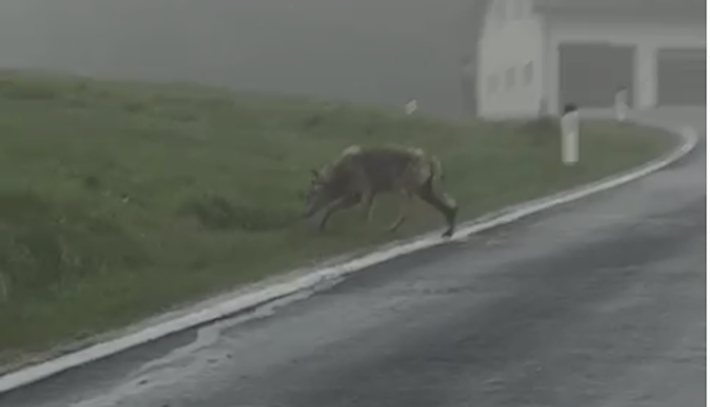 Immer wieder werden Wölfe in Siedlungsgebieten gesichtet. So auch in Liebenau im Mühlviertel.