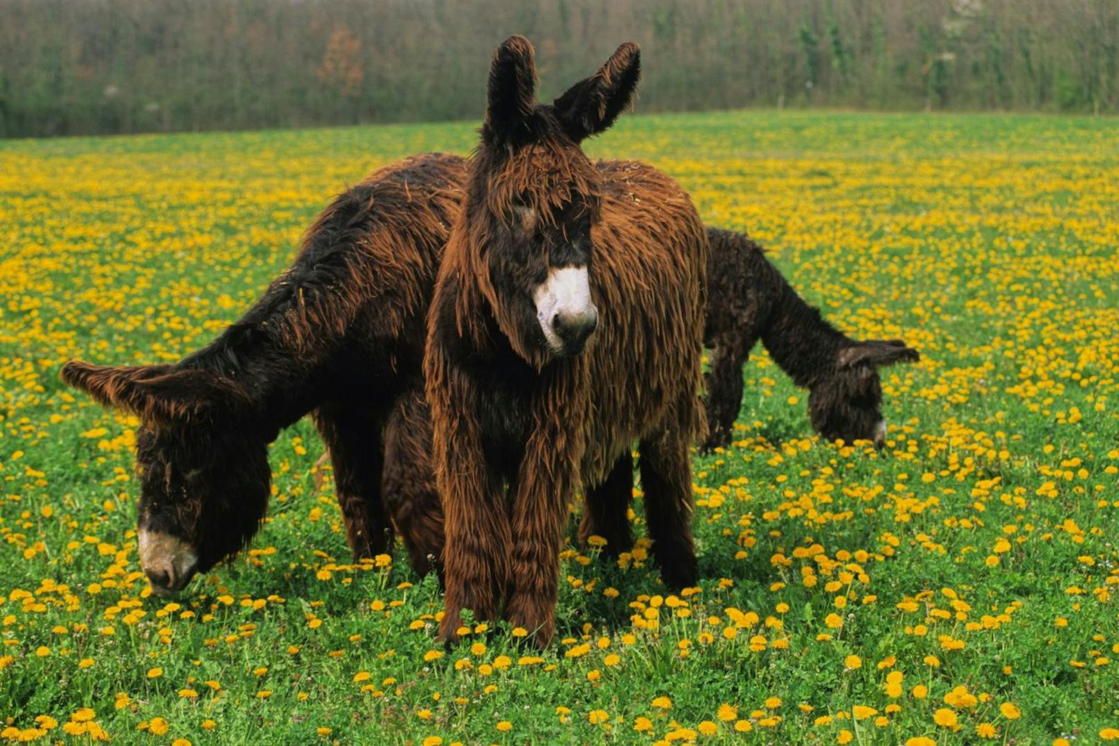 Der größte Esel der Welt ist der sogenannte "<strong>Poitou-Esel</strong>". Er hat ein Stockmaß von 150 Zentimeter, bis zu 400 Kilogramm und sehr langes Fell.