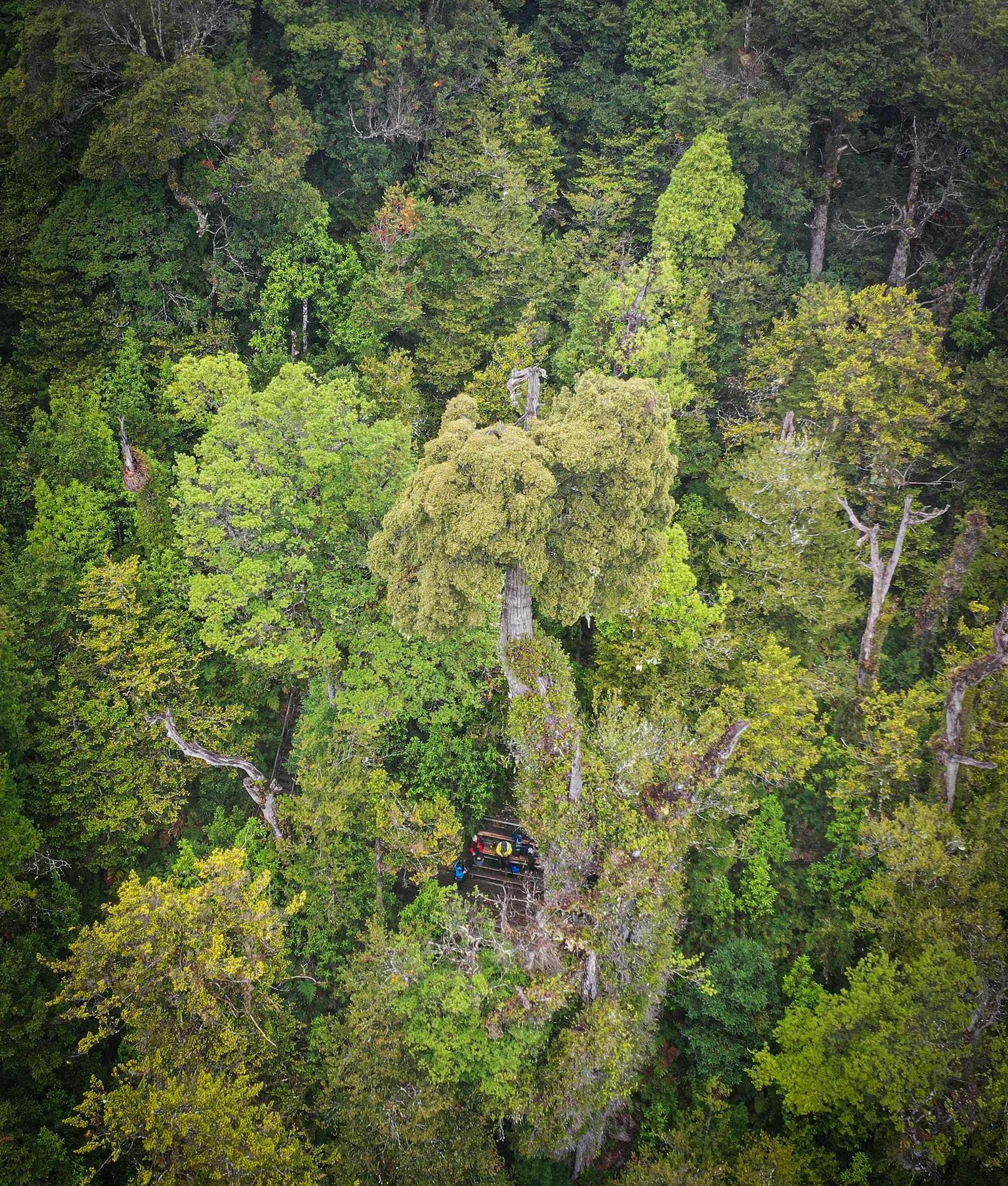 Der Baum konnte wohl auch deswegen so gut überleben, weil er in einer feuchten Umgebung beheimatet ist. Vor Waldbränden war er so gut geschützt.