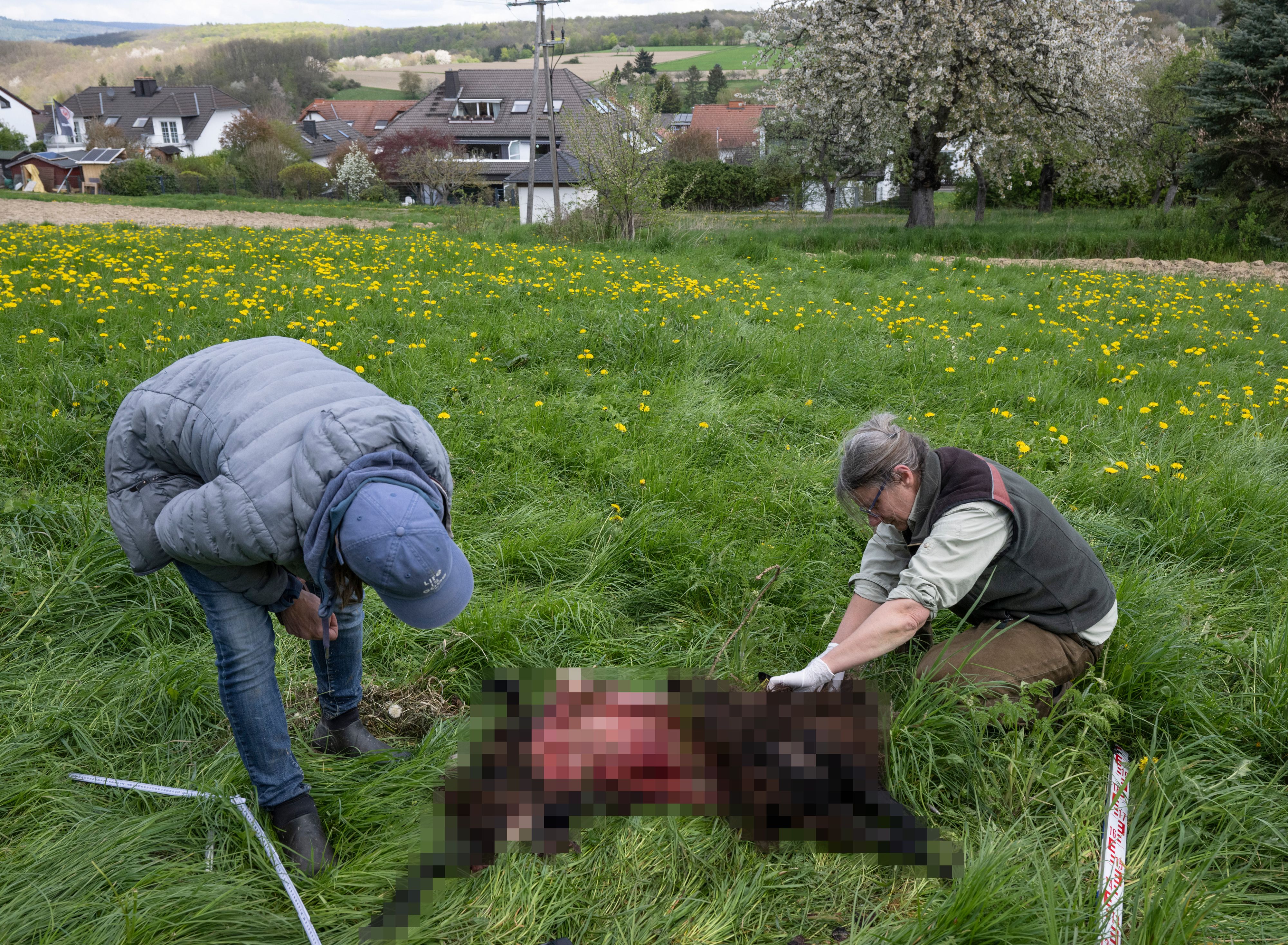 Untersuchungen am Kadaver eines Schafs nach einem mutmaßlichen Wolfsriss. (Symbolbild)