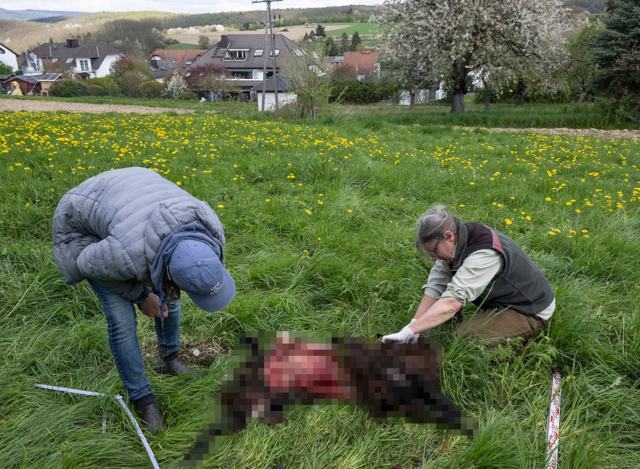 Heute.at - Kinder nicht alleine lassen – Ort in Angst vor Wolf