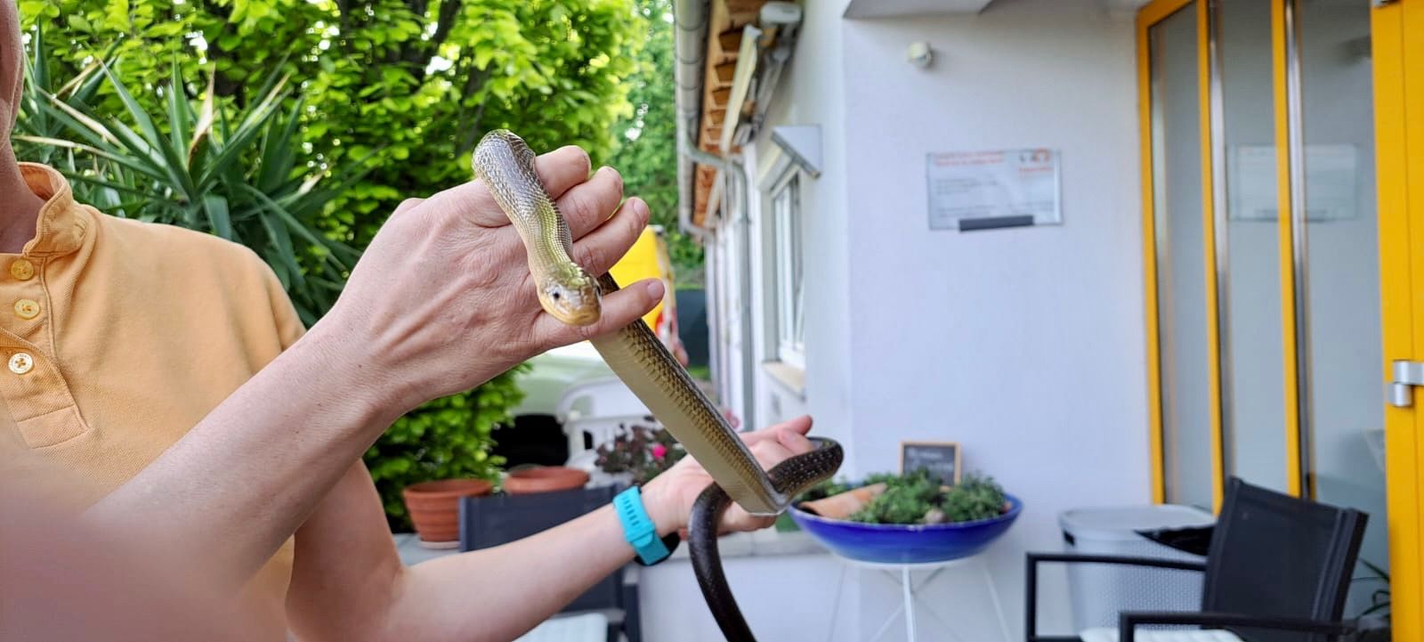 Mitarbeiter vom Tierheim Krems rückten zur Tierrettung aus.