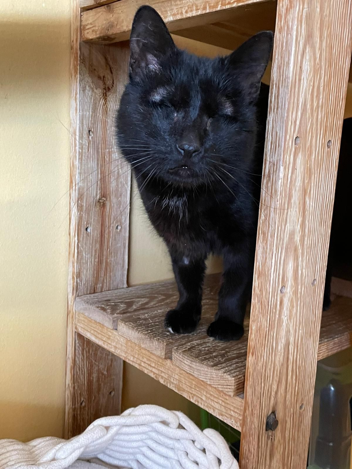 Ursprünglich musste "Logi" mit entzündeten Augen in Kroatien um sein tägliches Überleben kämpfen.