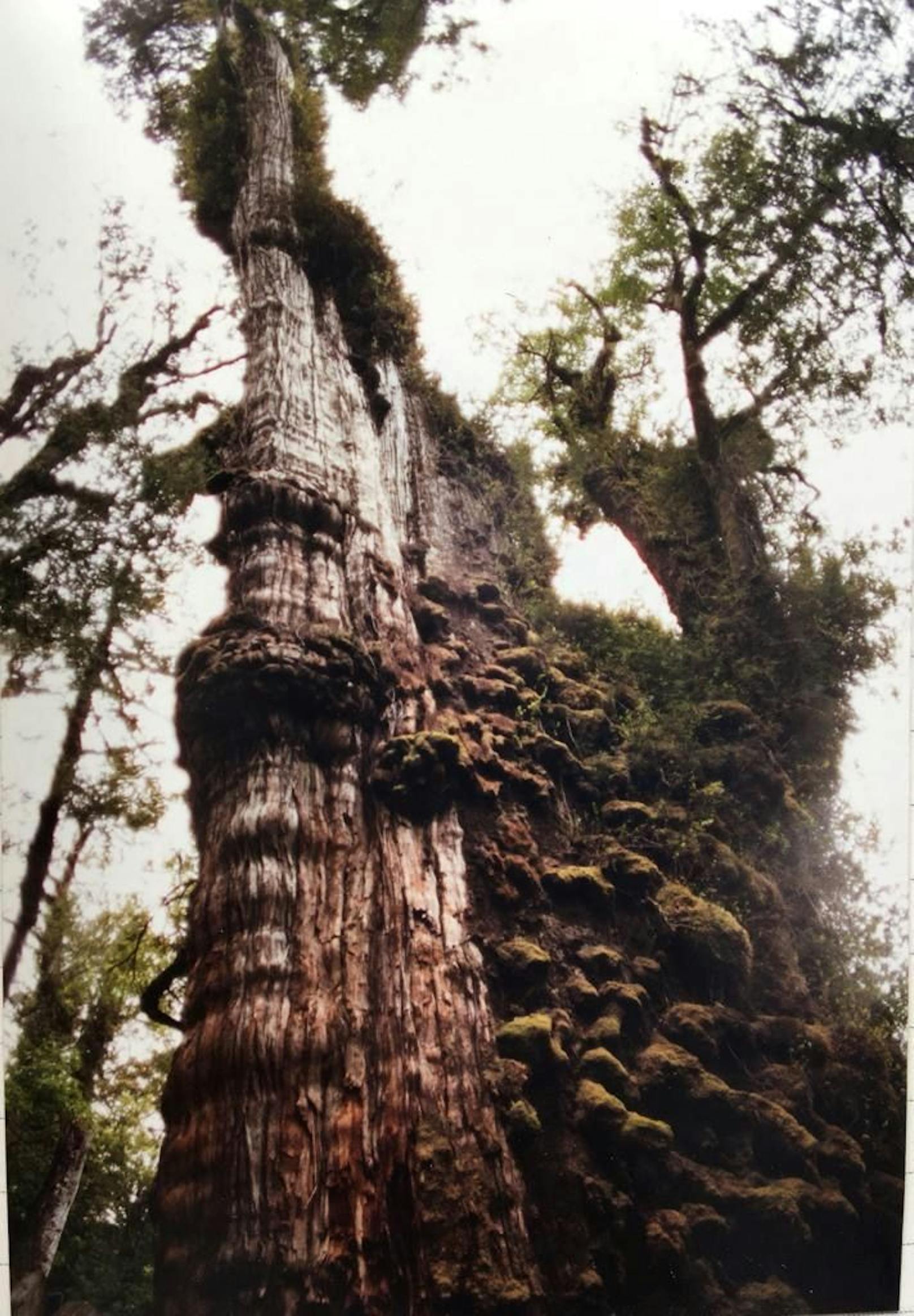 Entdeckt&nbsp;wurde er 1972 vom Parkranger Anibal Henriquez im Nationalpark Alerce Costero in Los Rios. Lange hielt dieser seinen genauen Standort geheim, weil verhindern wollte, dass unzählige Touristen zu ihm pilgern.