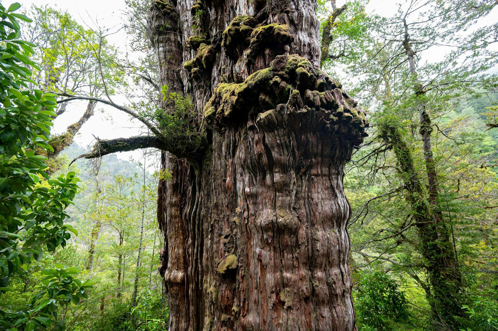 An seinem Stamm wachsen auch zahlreiche Pilze und Flechten. Das Bild wurde im April 2023 aufgenommen.