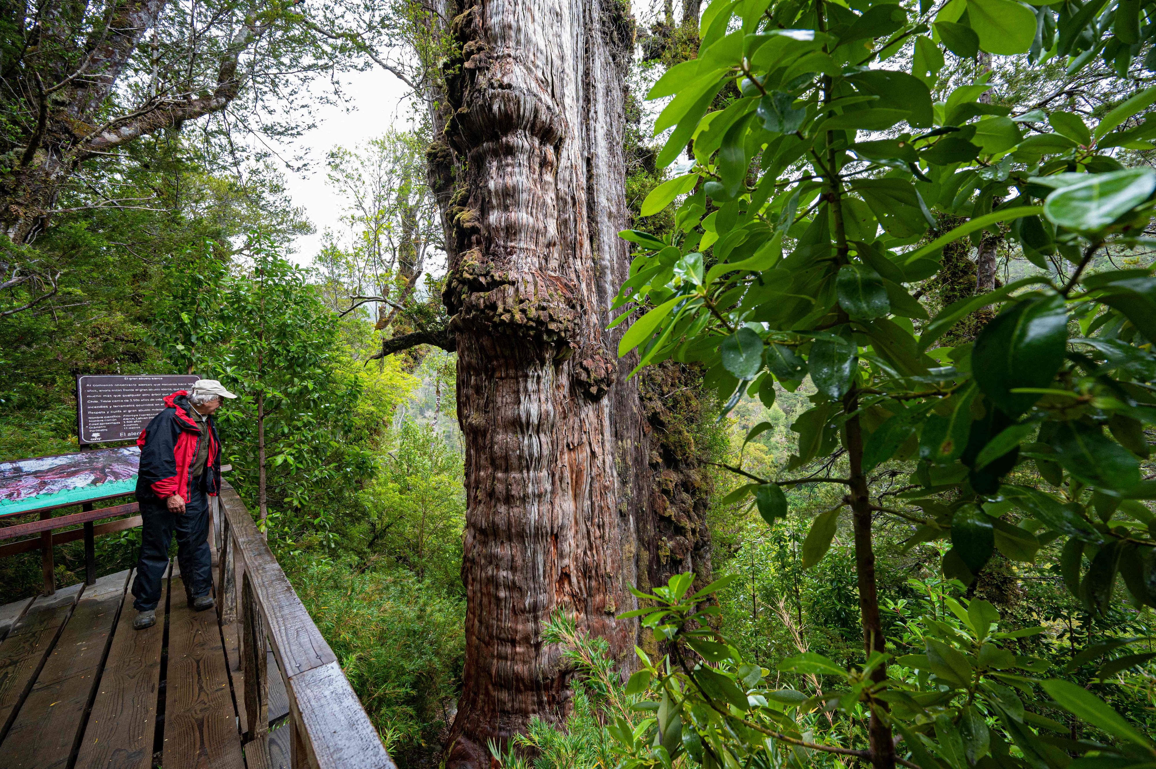 Download von www.picturedesk.com am 09.05.2023 (07:24).  Antonio Lara, a researcher from the laboratory of the Faculty of Science and Climate of the Austral University, observes the "Alerce Milenario" at the Alerce Costero National Park in Valdivia, Chile, taken on April 10, 2023. - In a forest in southern Chile, protected from fires and logging that decimated the species, a giant alerce tree has survived for thousands of years. Scientists see in its trunk a valuable record of how life adapts to the changes on the planet. The 'Great Grandfather' tree, 28 meters tall and four meters in diameter, is in the process of being certified as the oldest on the planet at more than 5,000 years, older than the Methuselah pine of the United States, which was identified as the oldest in the world at 4,850 years. (Photo by MARTIN BERNETTI / AFP) - 20230410_PD9622 - Rechteinfo: Rights Managed (RM) Nur für redaktionelle Nutzung! Werbliche Nutzung erfordert Freigabe: bitte schicken Sie uns eine Anfrage.
