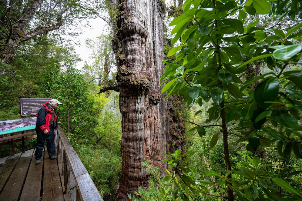 Der Baum konnte wohl auch deswegen so gut überleben, weil er in einer feuchten Umgebung beheimatet ist. Vor Waldbränden war er so gut geschützt.