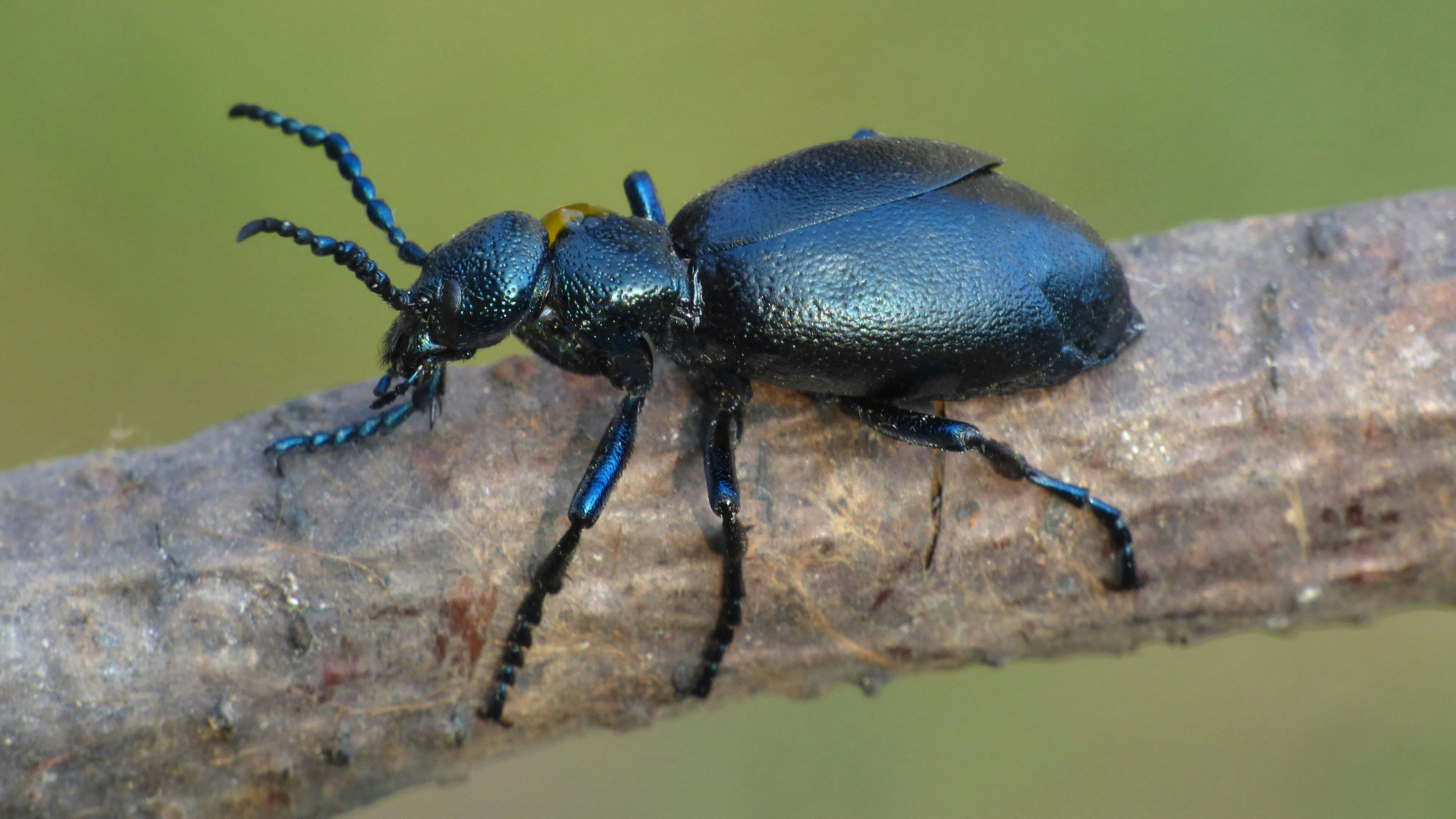 Bei Haut-, oder gar Schleimhautkontakt sollte sofort gehandelt werden. 