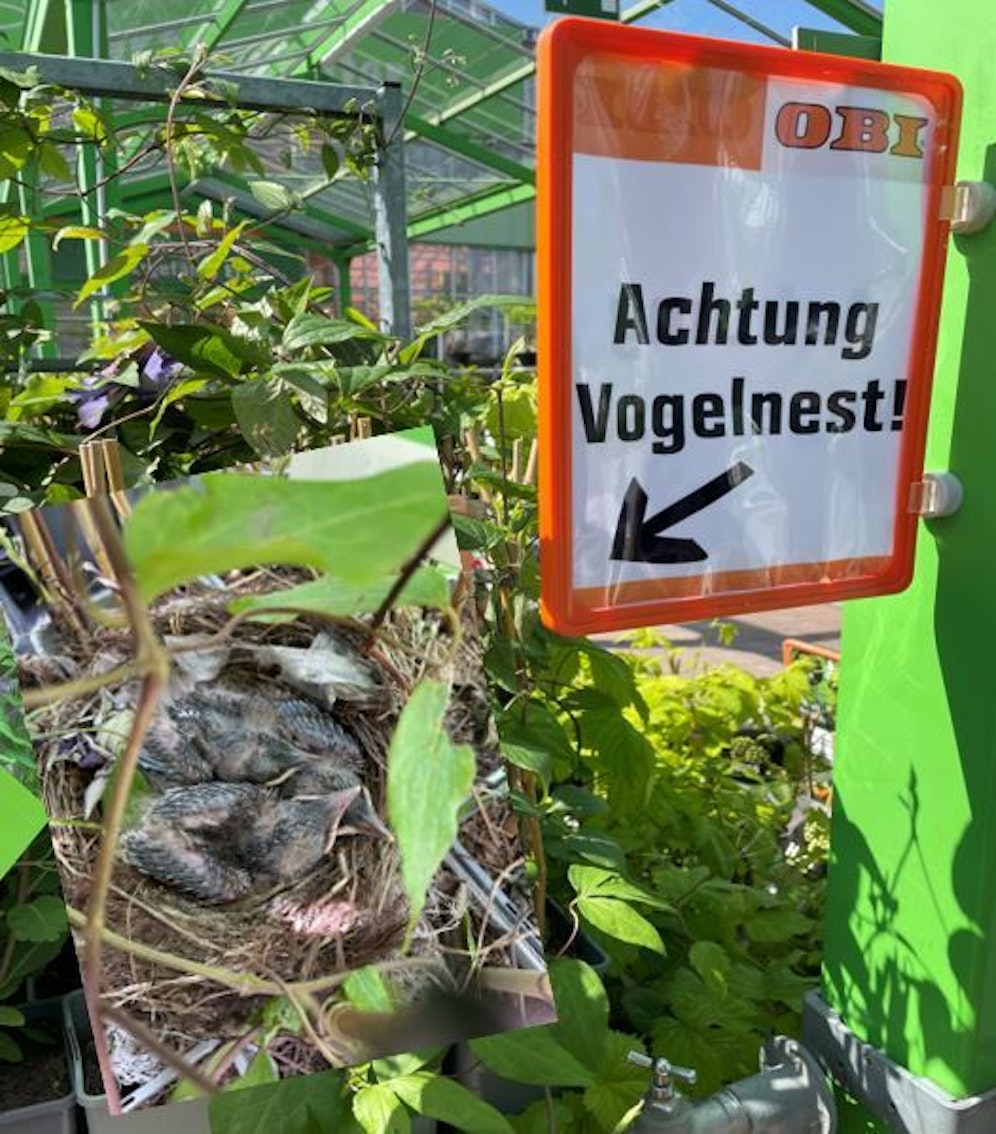 Zwischen den Beerensträuchern brütete eine Vogelmutter ihre Jungen aus.