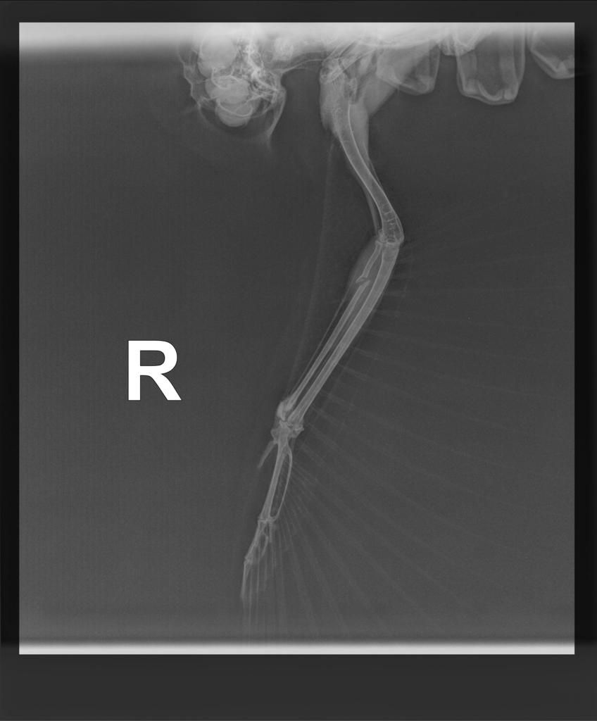 Hier sieht man ganz klar das gebrochene Flügerl.