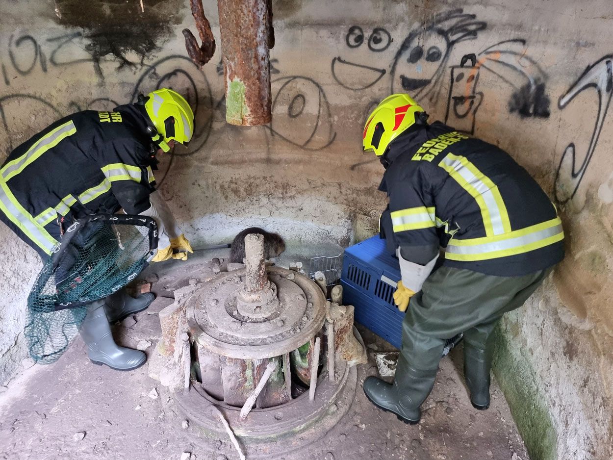 Die Feuerwehr rettete den Biber aus dem Turbinenbecken.