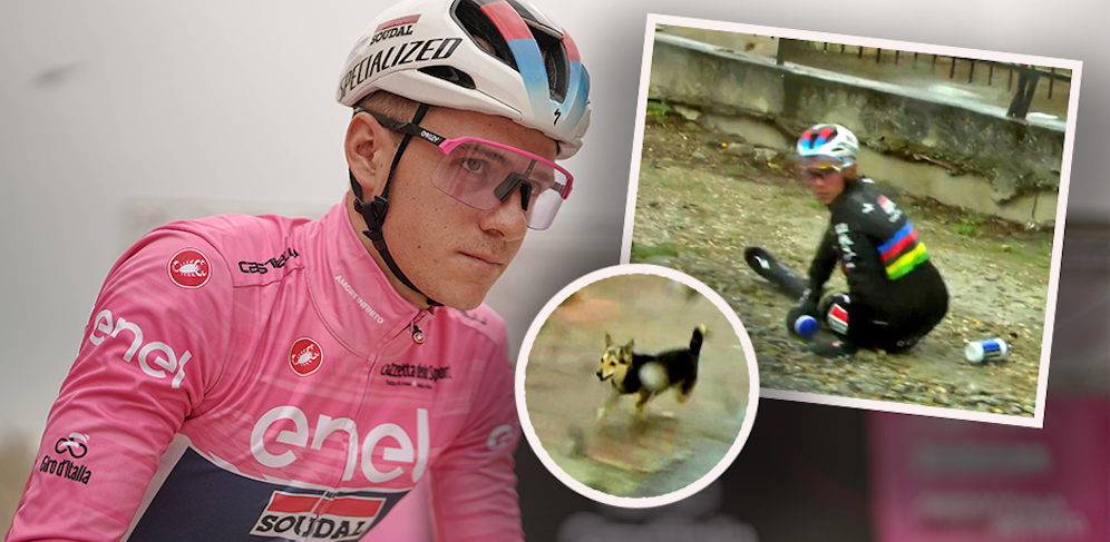 Remco Evenepoel ist wegen eines frei herumlaufenden Hundes zu Sturz gekommen. 