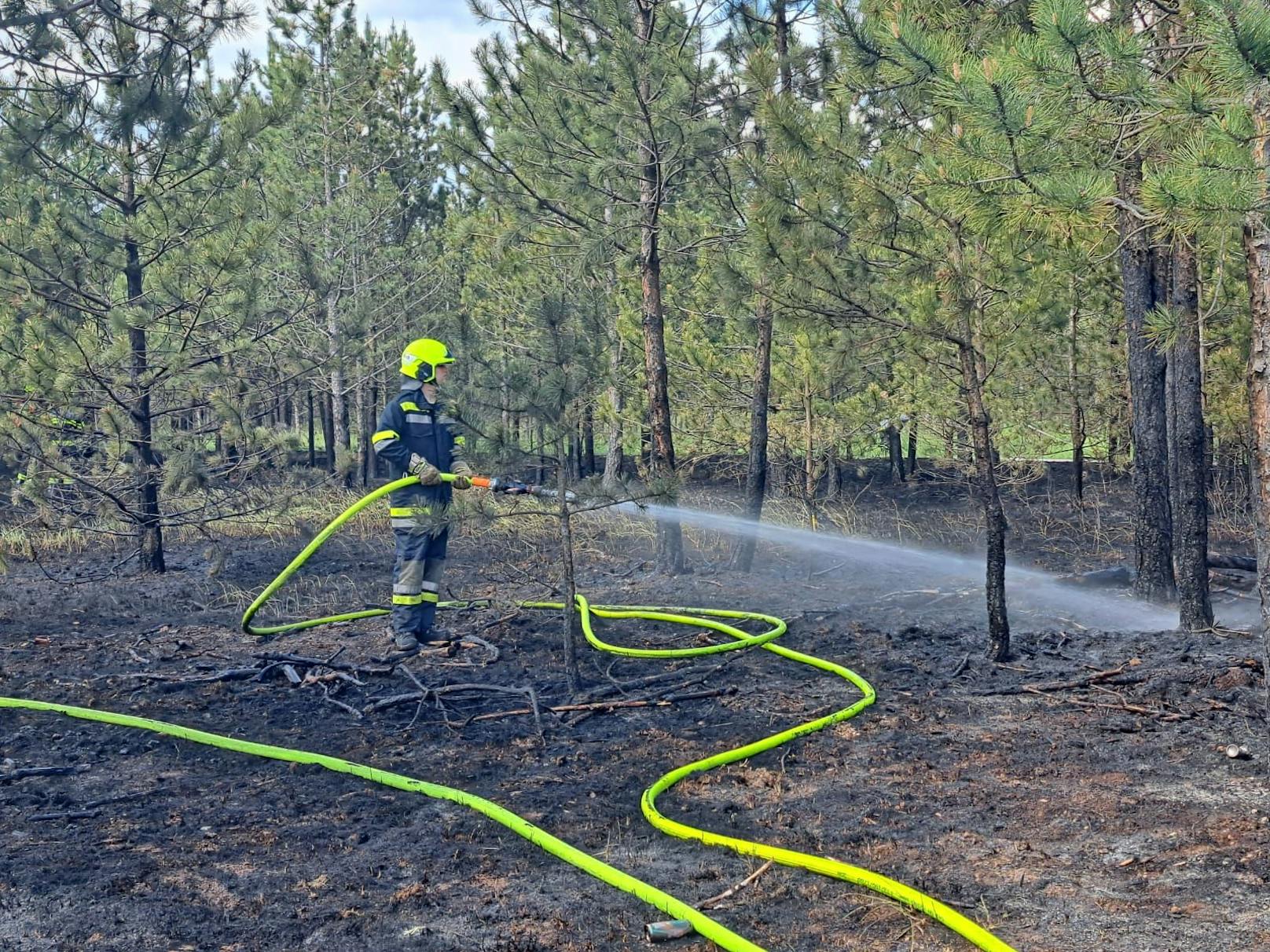 Waldbrand im Föhrenwald forderte zehn Feuerwehren