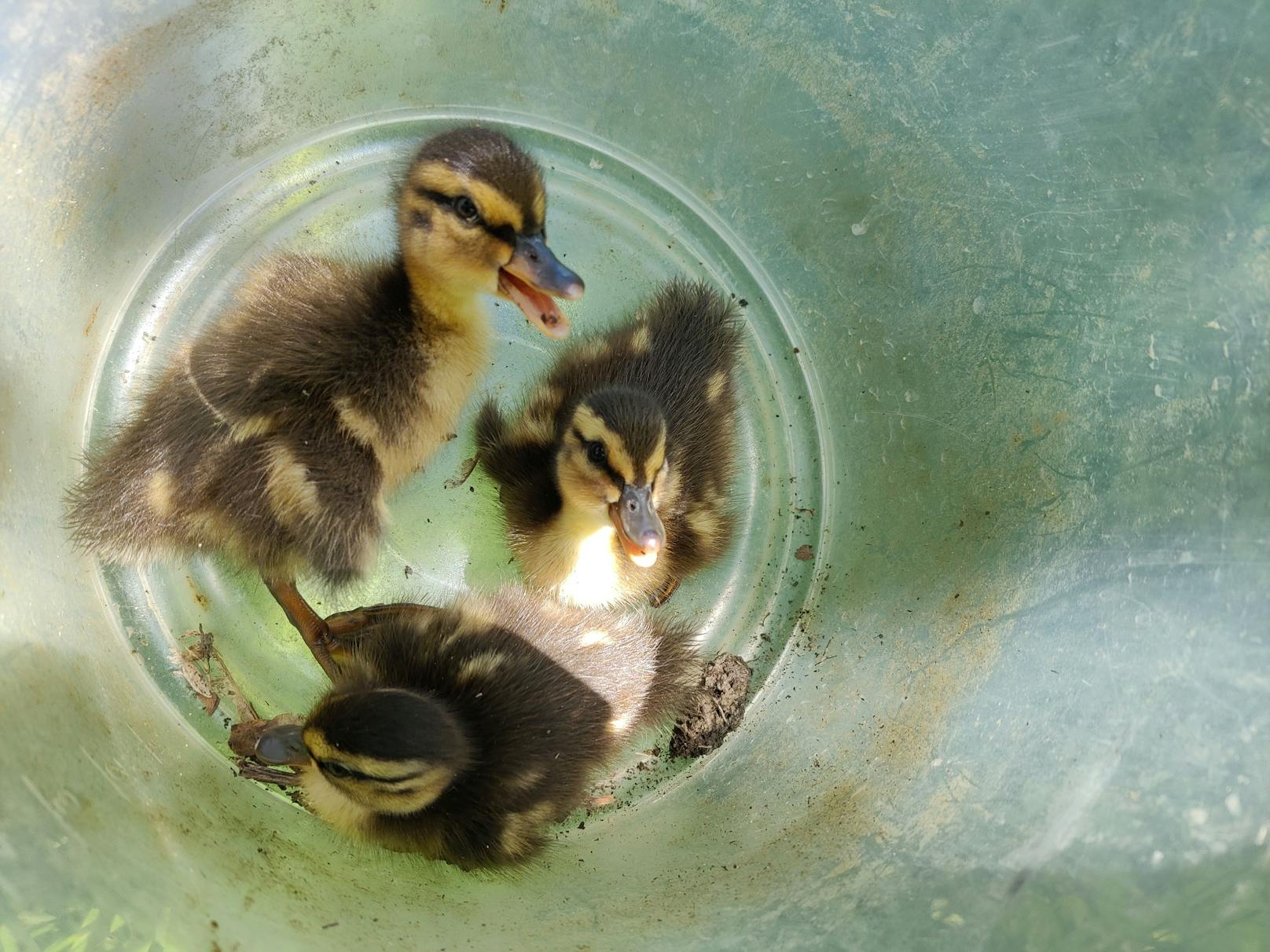 Entenfamilie plumpste in Abwasserschacht – gerettet