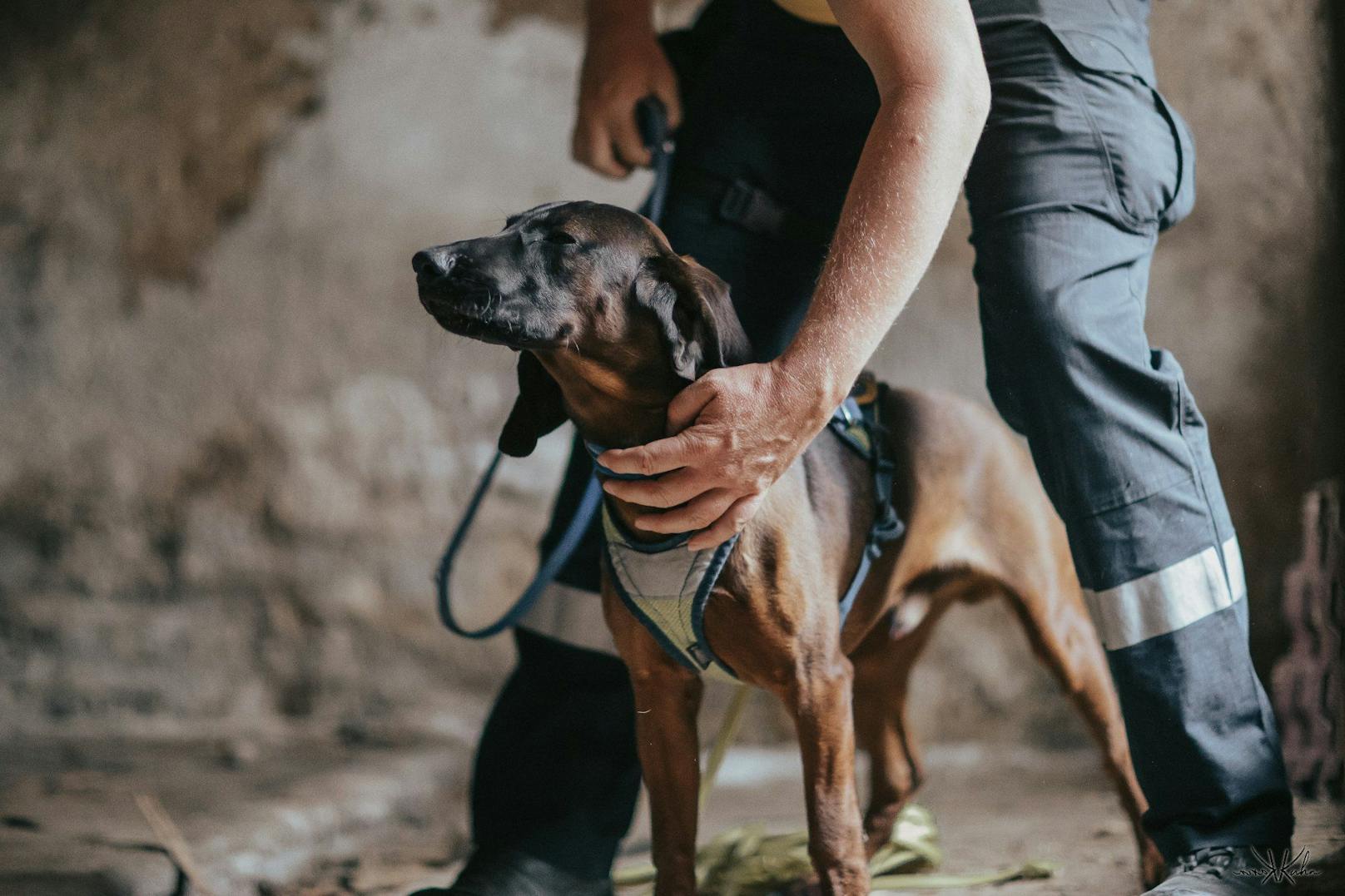 Mantrailing gilt als Königsdisziplin bei der Suche nach Vermissten mit Hilfe von Rettungshunden.