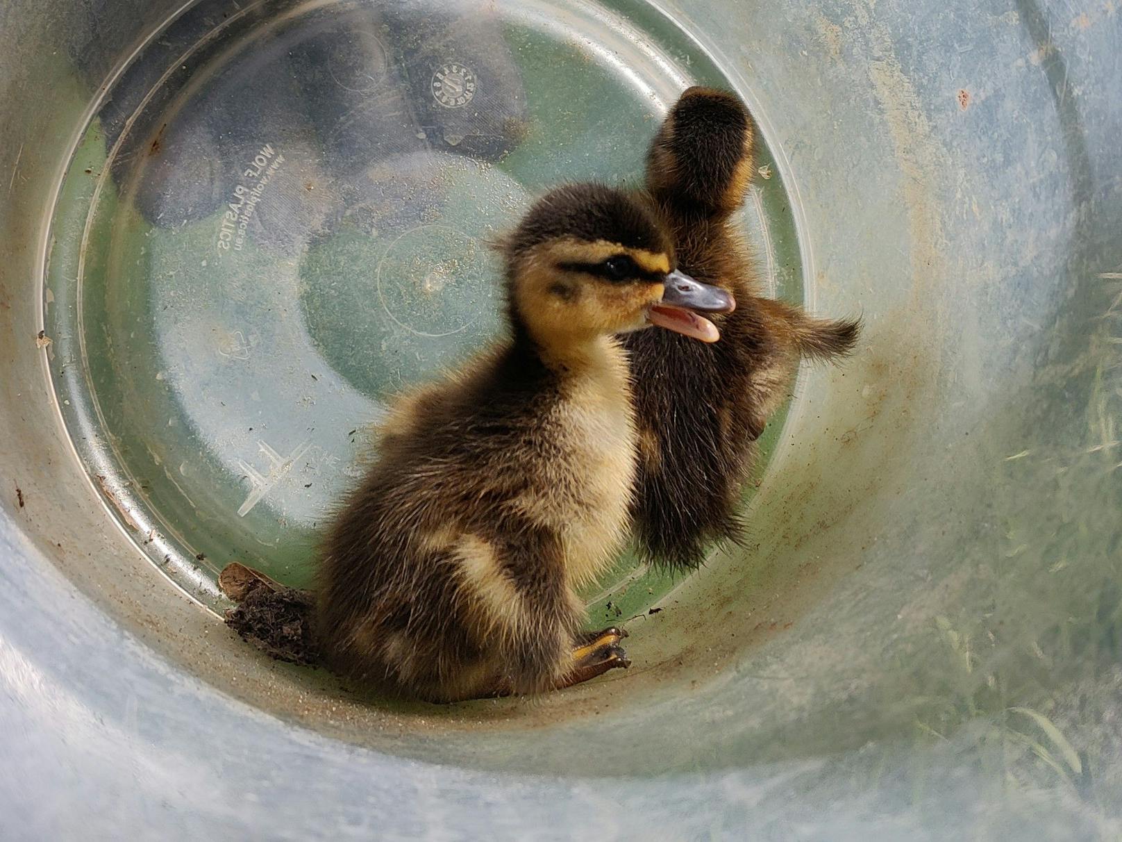 Entenfamilie plumpste in Abwasserschacht – gerettet
