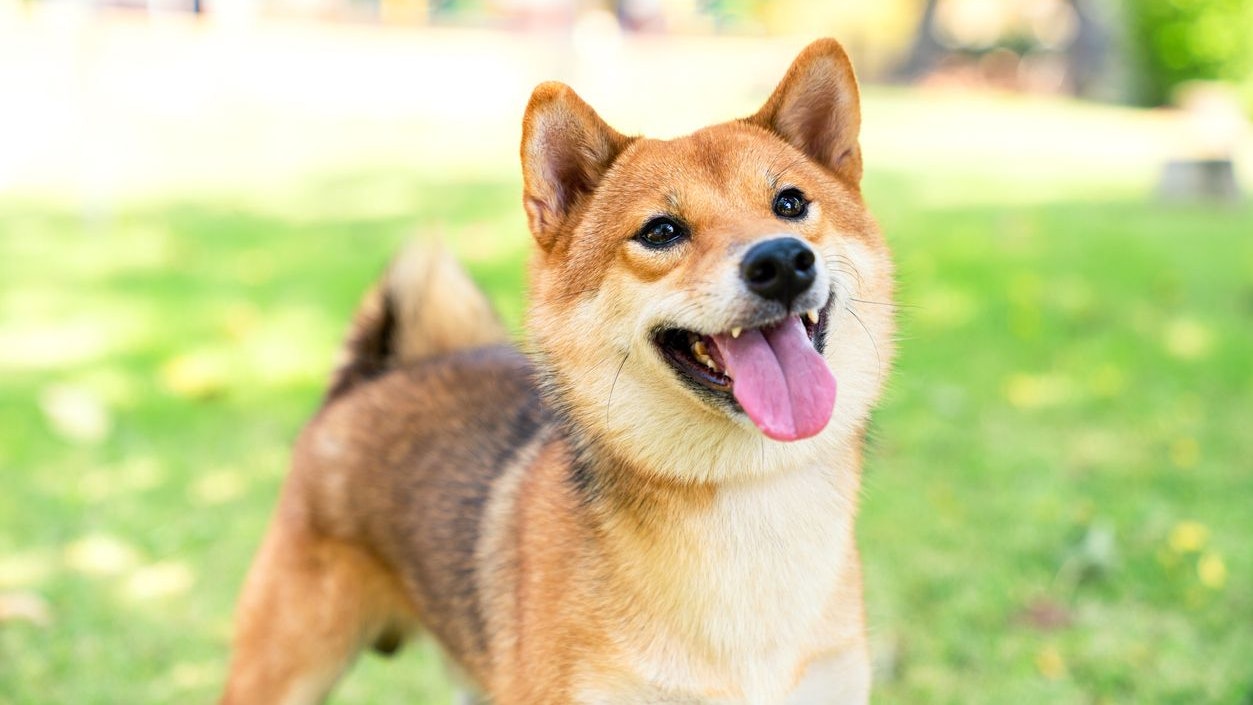 The Shiba Inu species is looking at its owner in the park.