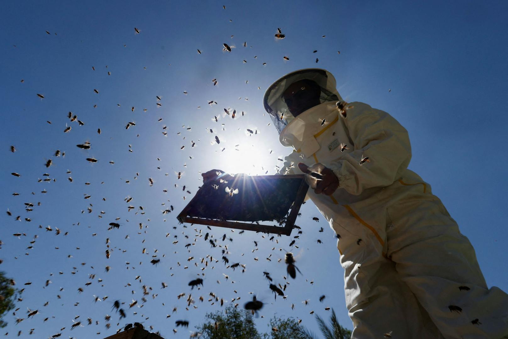Sechs Menschen nach Busunglück von Bienen getötet