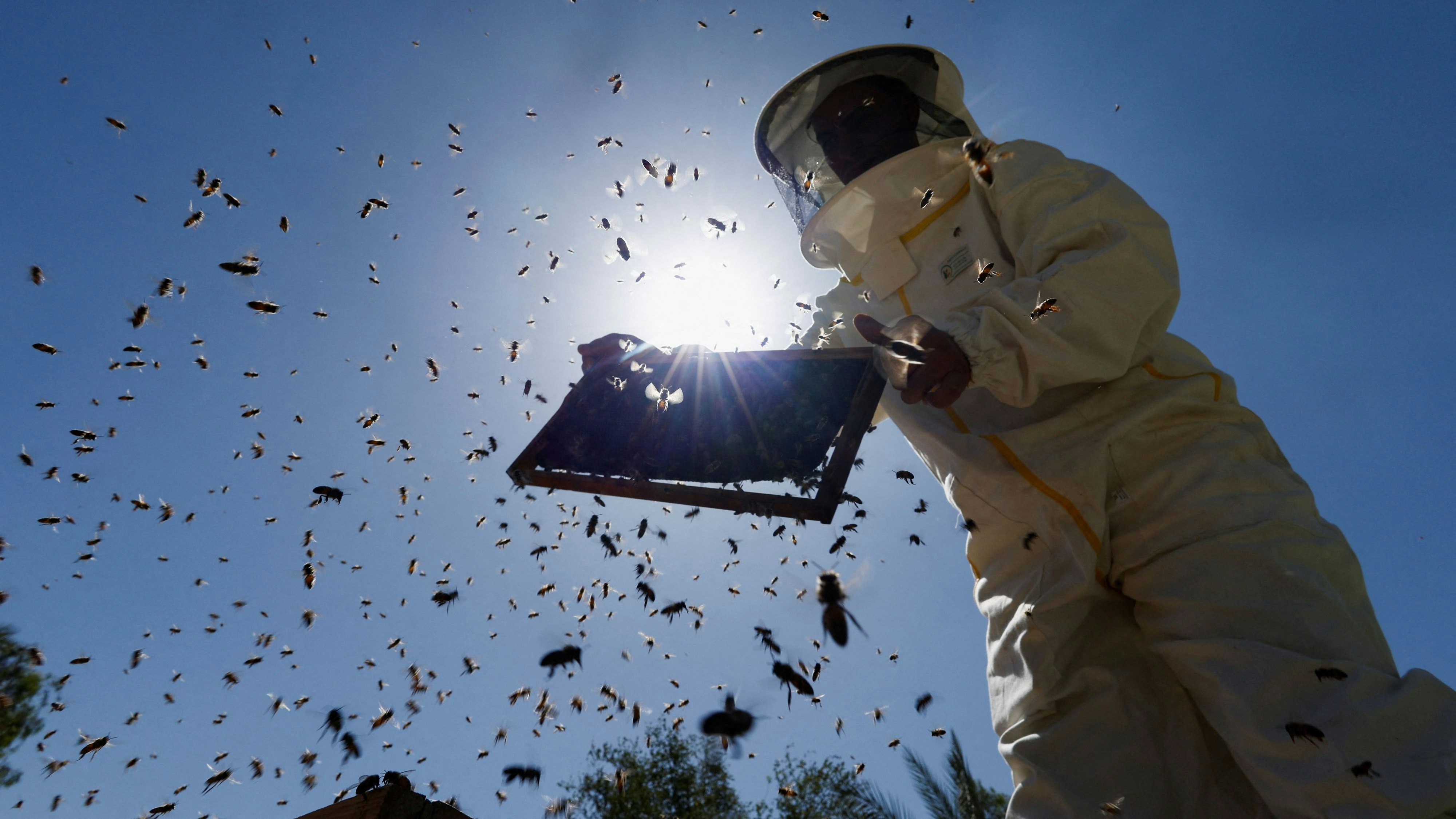 A local beekeeper, Ali Mirdan Faleeh collects honey at a farm in Najaf, Iraq, April 27 2023. REUTERS/Alaa Al-Marjani The rising temperature, decrease in precipitation and frequency of dust storms have affected the environment that bees need to produce honey, lowering the their productivity and the quality of the honey produced in Iraq.  