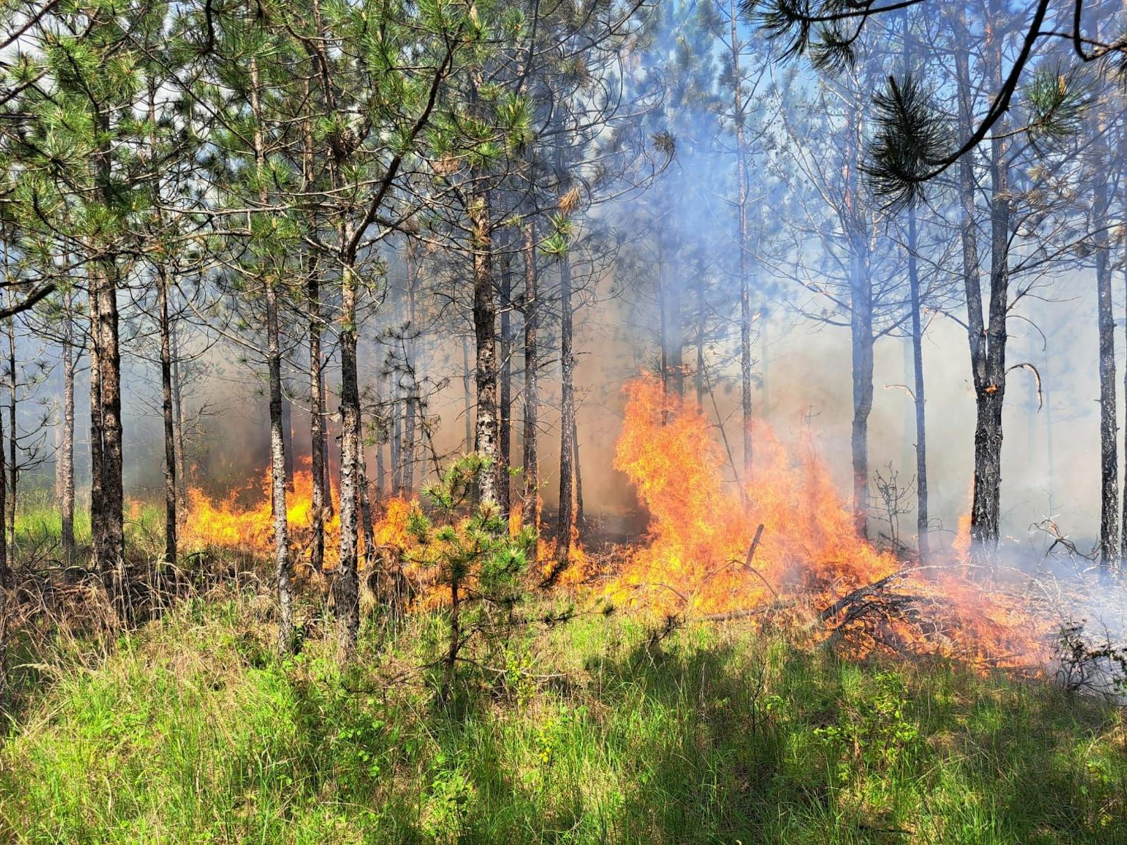 Waldbrand im Föhrenwald forderte zehn Feuerwehren