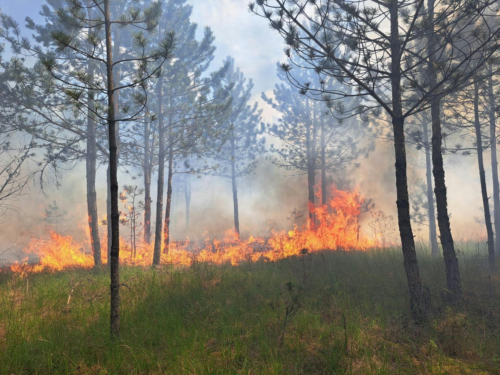 Waldbrand im Föhrenwald forderte zehn Feuerwehren