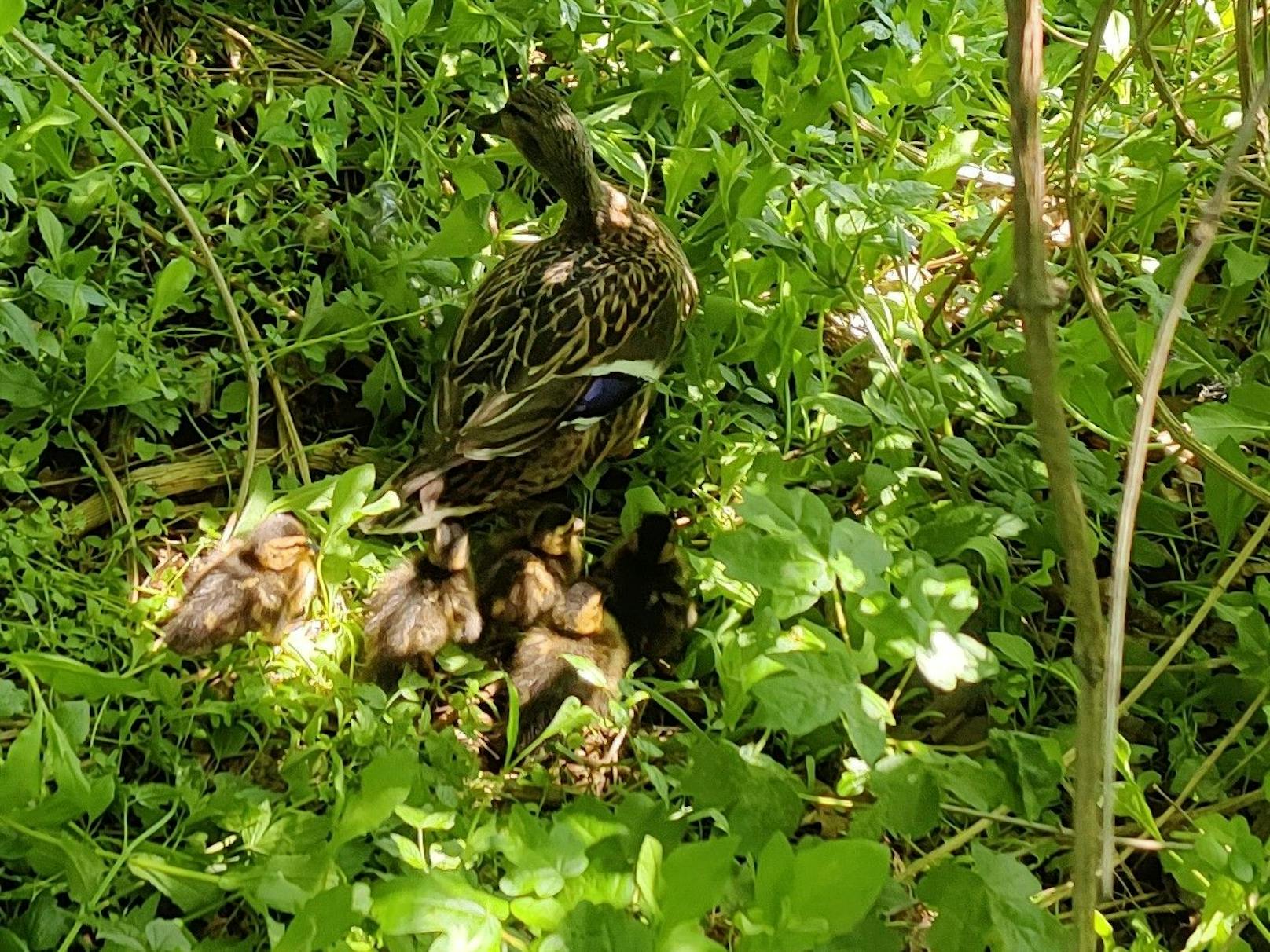 Die gerettete Entenfamilie watschelt davon.