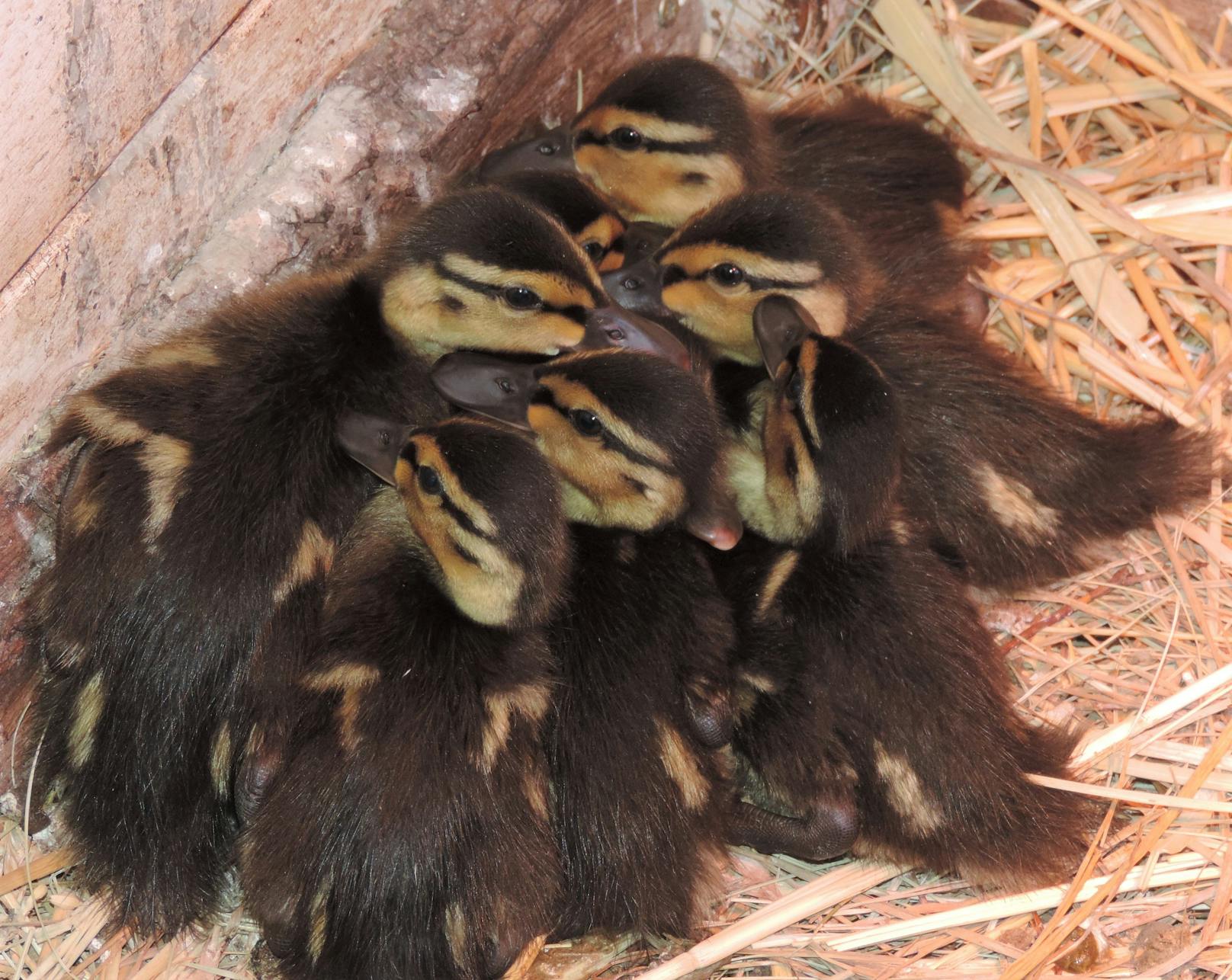 Gleich acht Entenküken mussten in die Greifvogelstation Haringsee gebracht werden.