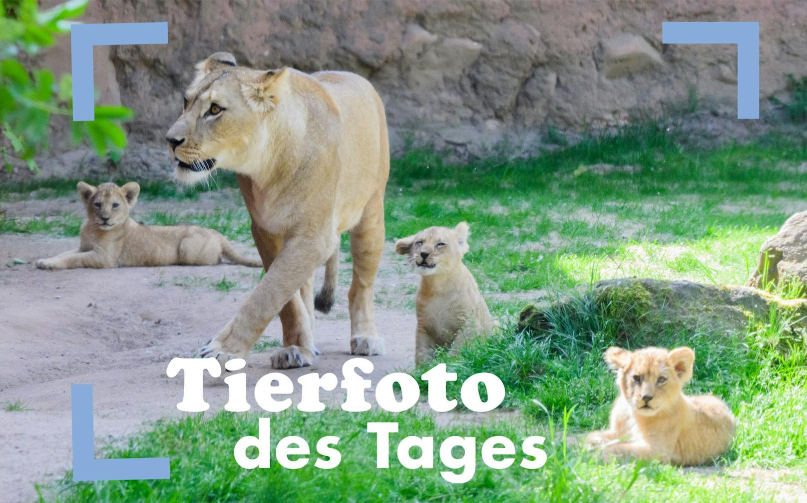 Gleich drei niedliche Löwenkinder kamen im Zoo von Hannover zur Welt. Putzig! 