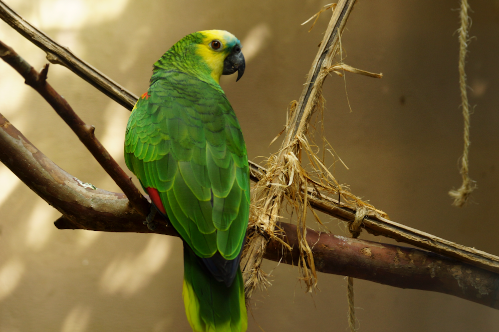 Die Blaustirnamazone wurde von Vogelfreunden gerettet und untergebracht.