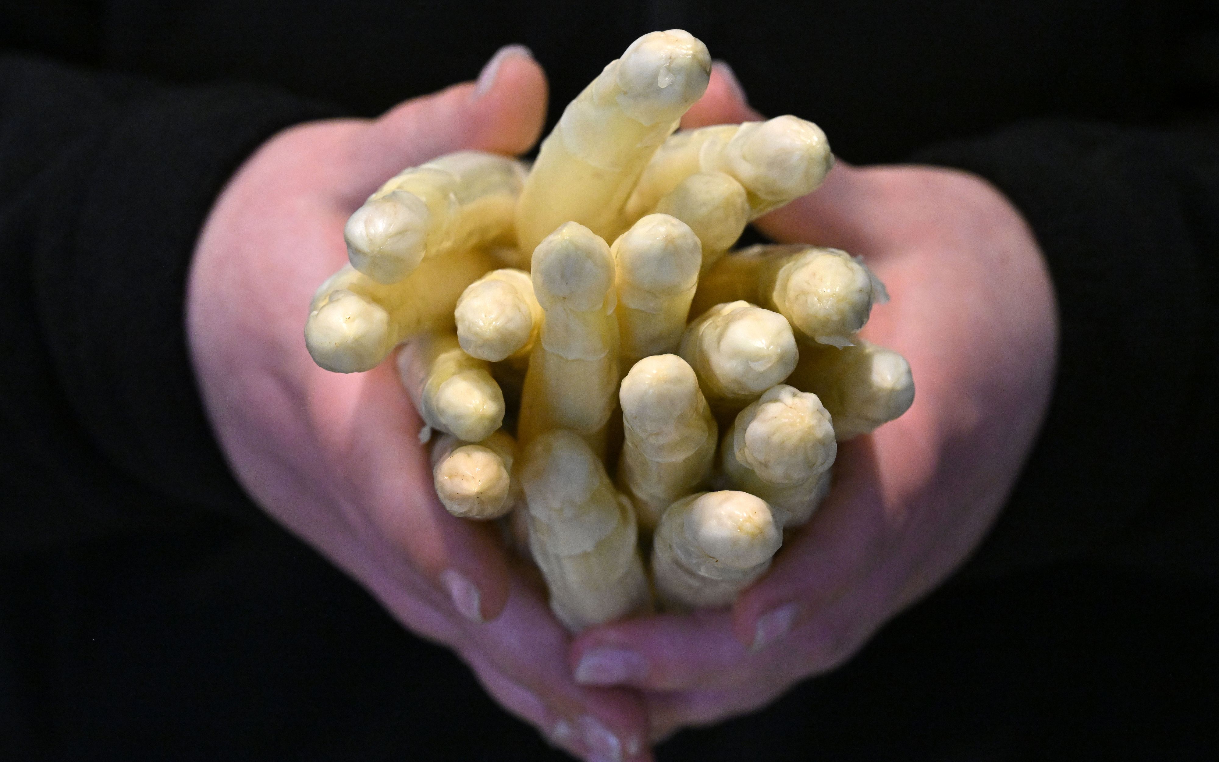 Download von www.picturedesk.com am 11.05.2023 (15:00).  19 April 2023, Thuringia, Kutzleben: Thuringian asparagus is offered in the farm store of Spargelhof Kutzleben. Thuringia is one of the small asparagus growing regions in Germany. Last year, the total area under cultivation declined by eight hectares to 259 hectares, according to the State Statistics Office. Per hectare, 6.2 tons of asparagus were harvested. Photo: Martin Schutt/dpa - 20230419_PD6159 - Rechteinfo: Rights Managed (RM)