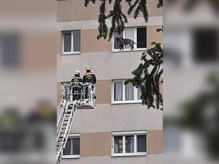 Hund auf der Fensterbank wartet auf seine Retter