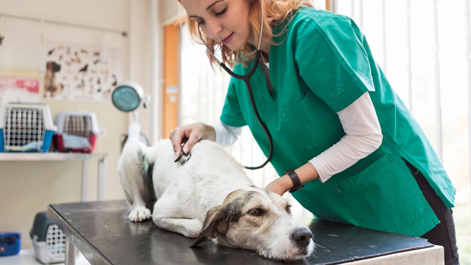 Hundemalaria – bei diesen Symptomen sofort zum Tierarzt