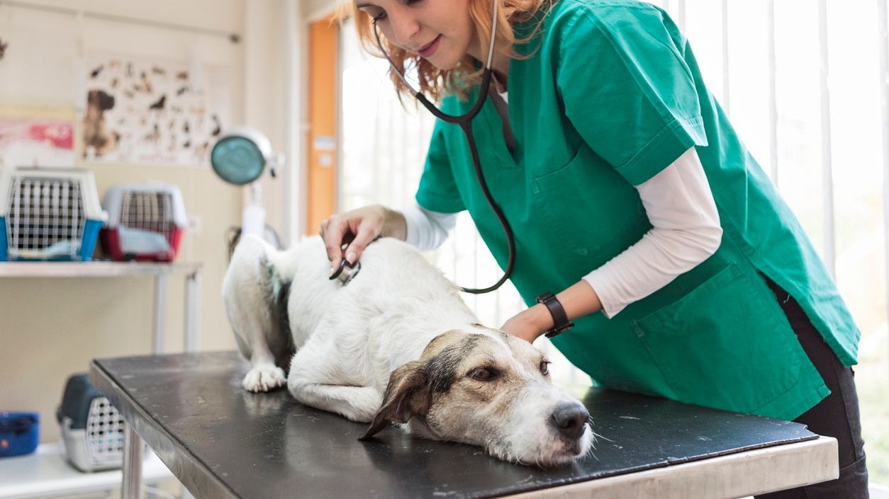 Bei folgenden Symptomen sollte man sofort zum Tierarzt laufen. 