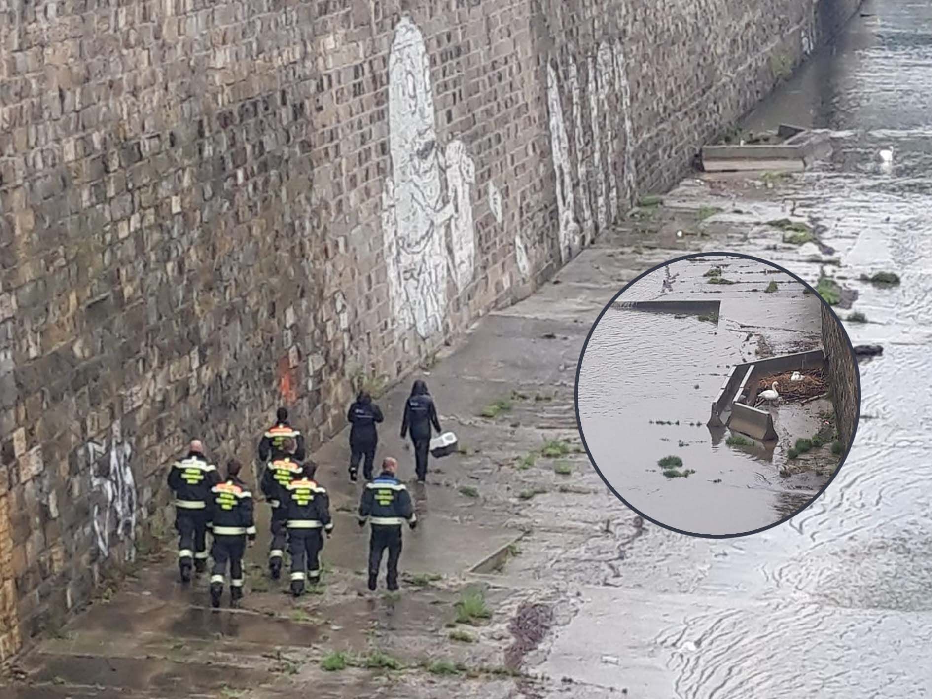 Acht Einsatzkräfte im Einsatz um die Schwaneneier zu retten.