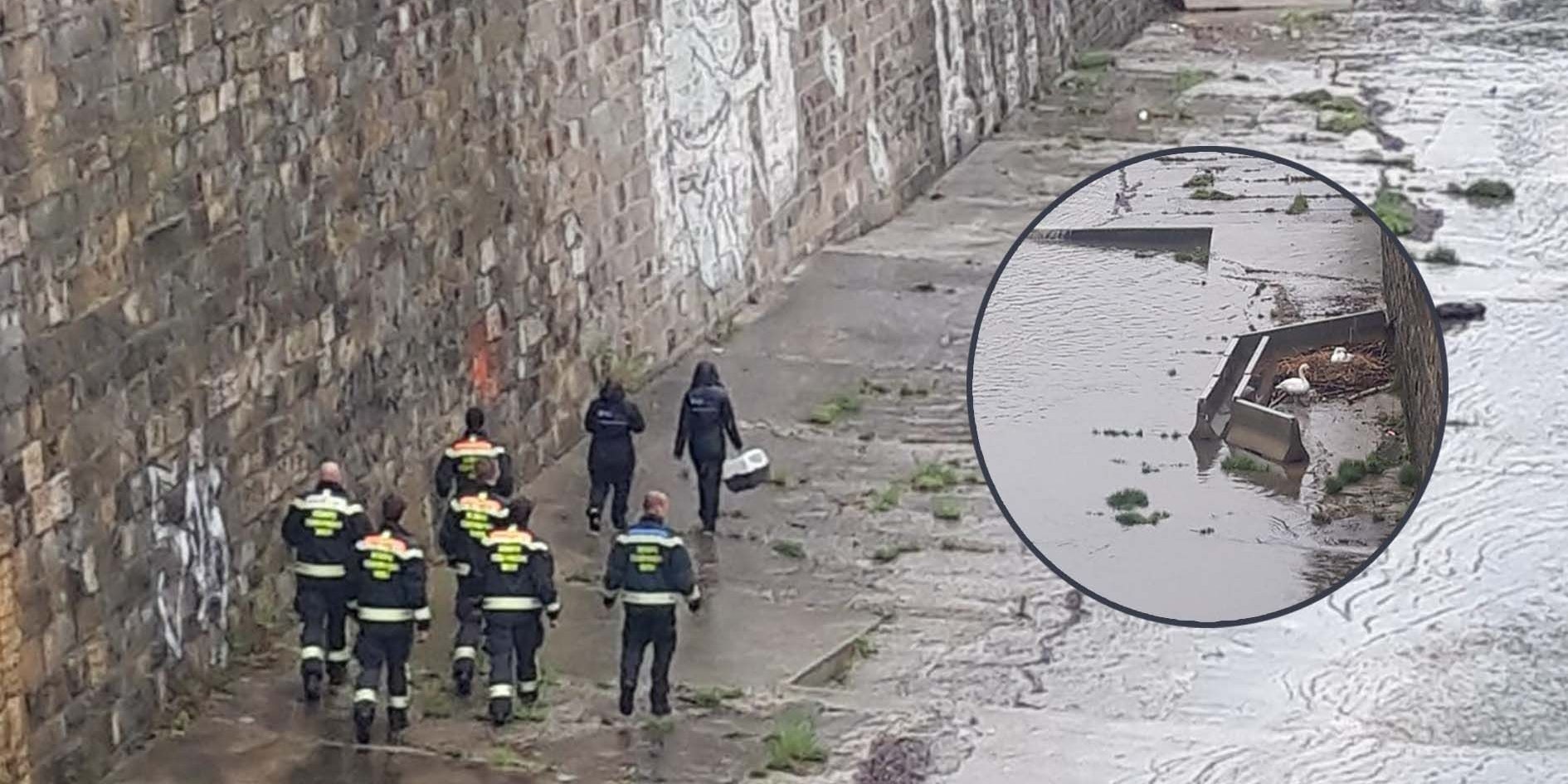 Acht Einsatzkräfte im Einsatz um die Schwaneneier zu retten.