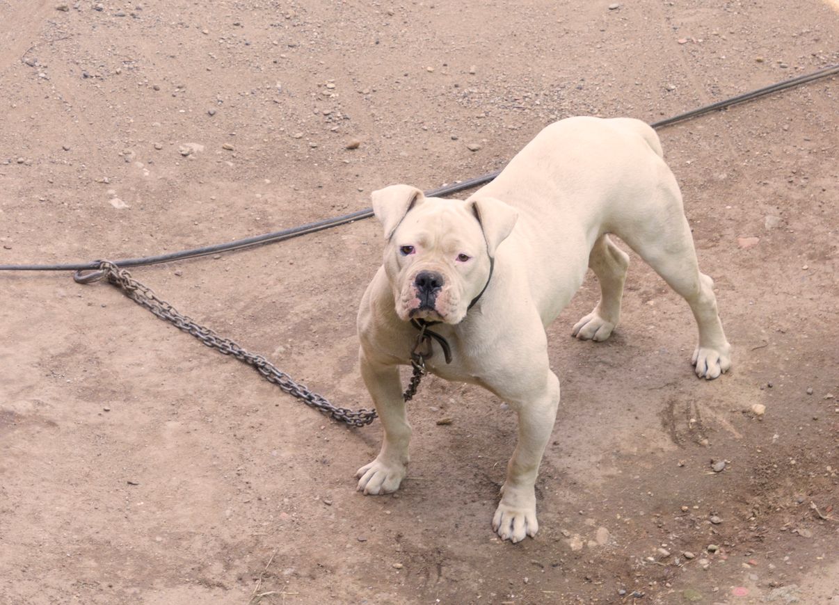 Der Bub wurde von einem American Bulldog angegriffen.