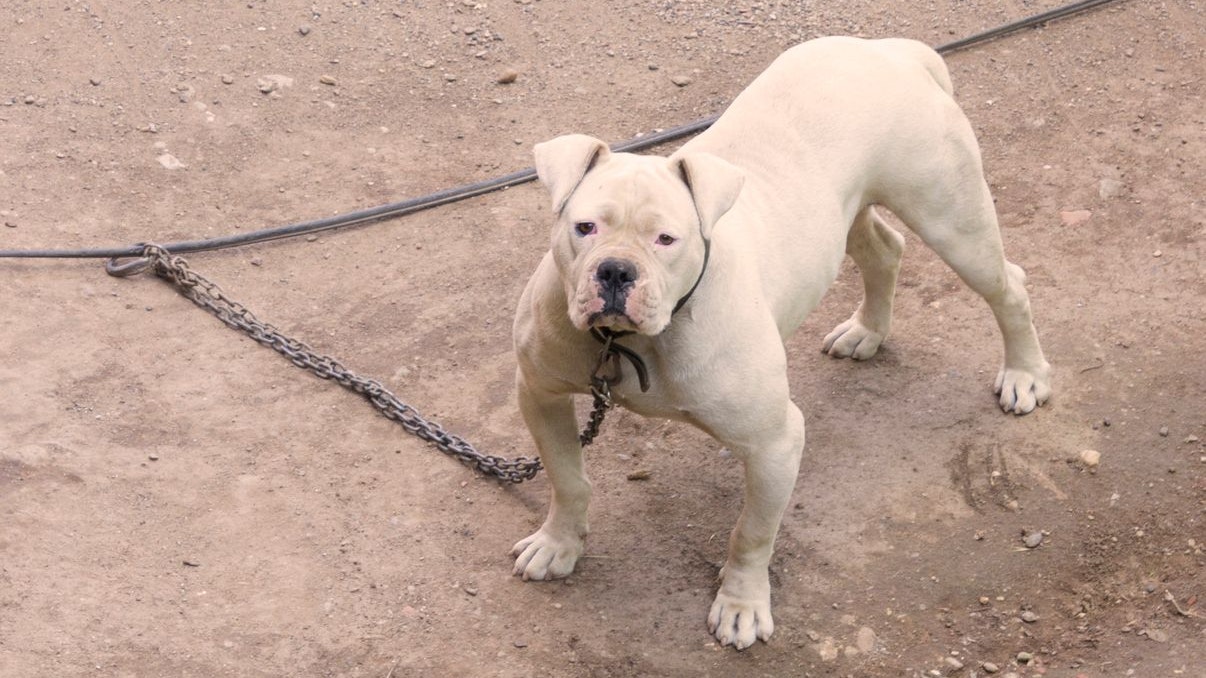 Der Bub wurde von einem American Bulldog angegriffen.