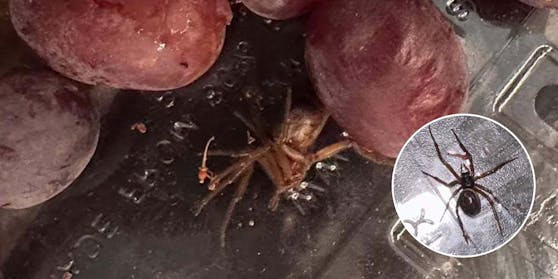 In einem Wiener Supermarkt kaufte Leserin Malikat einen Kilo Trauben – und bekam Spinne obendrauf.