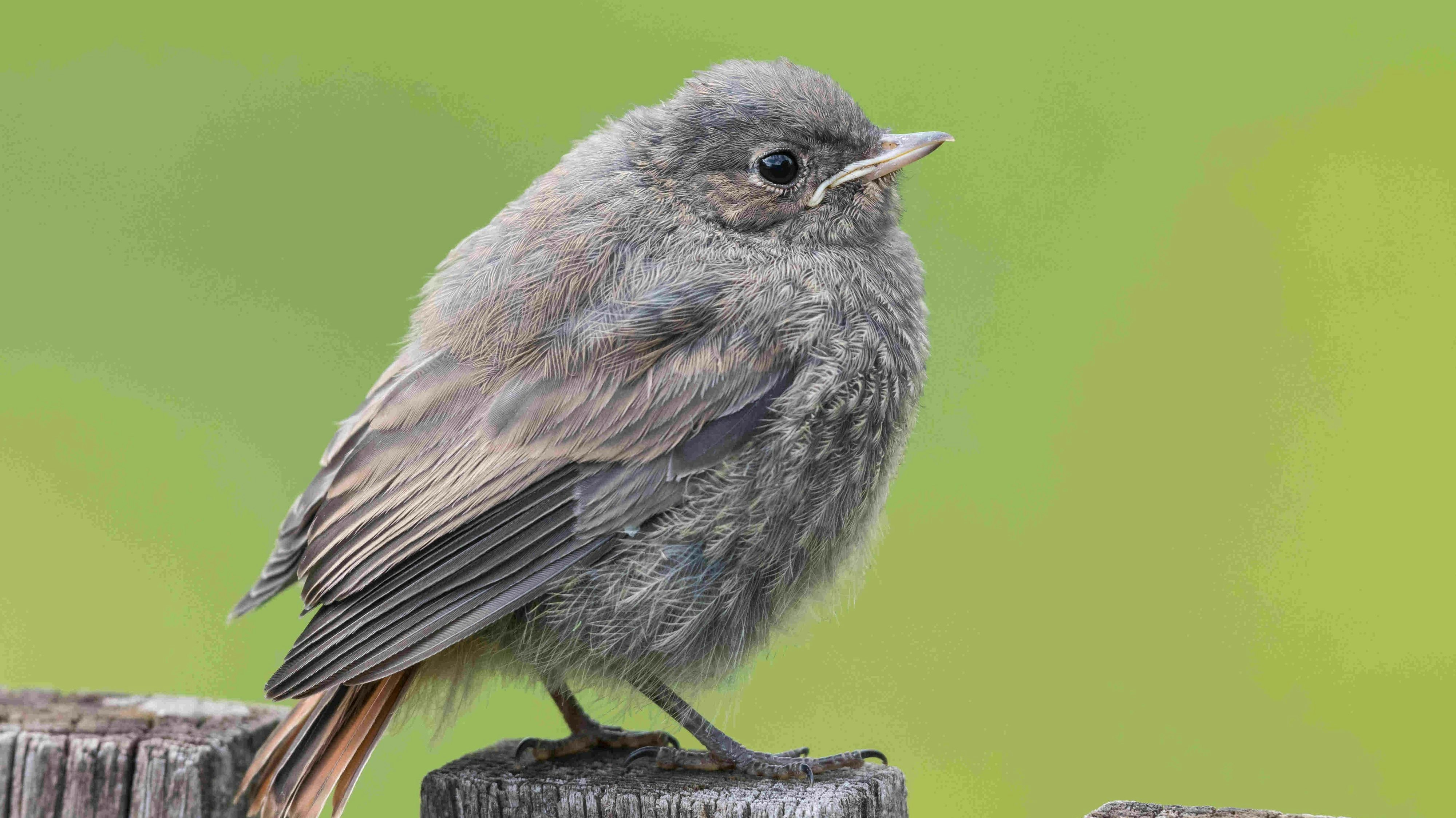 Heute.at - Nur dann darfst du einem Vogelkind helfen