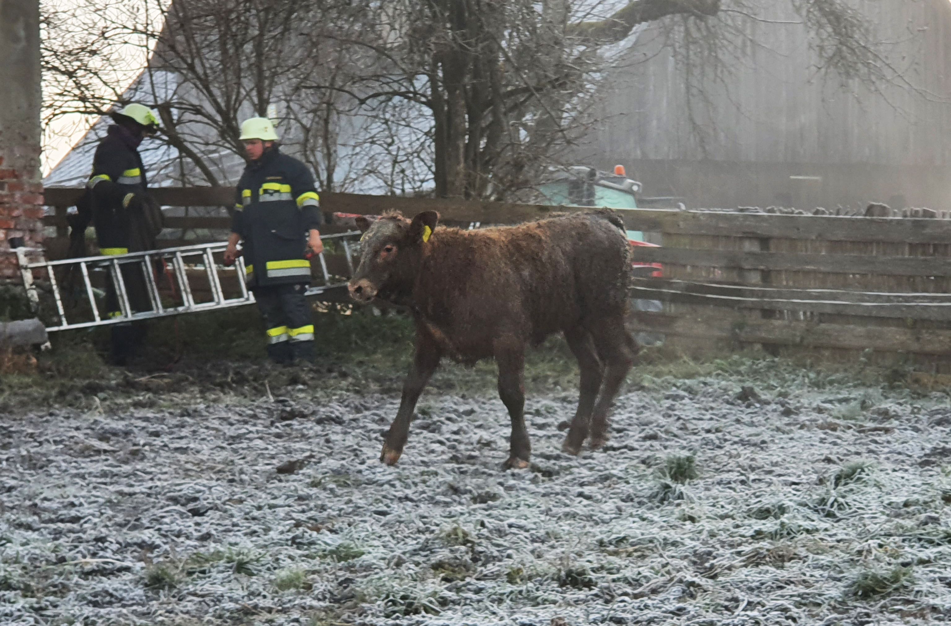Das Kalb stürzte in eine Güllegrube und wurde von der Feuerwehr gerettet.