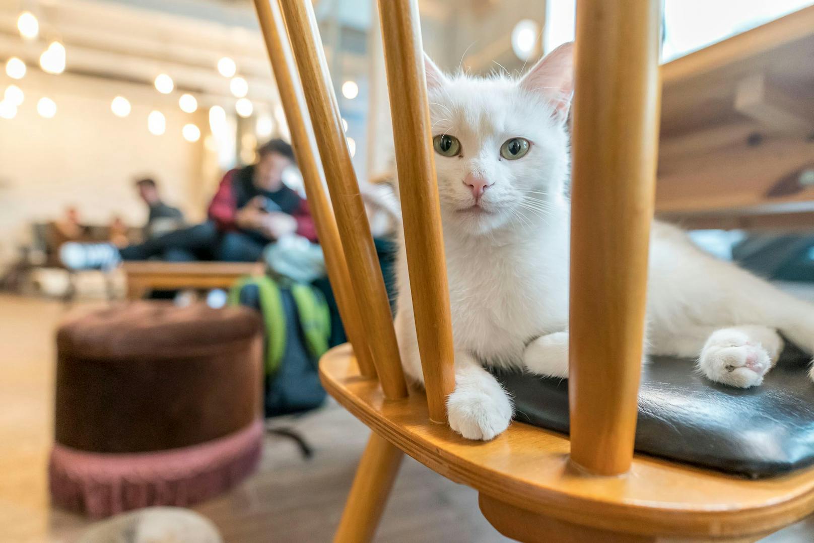 Natascha Bergmann in ihrem Katzencafe Barista Cats in der Kandlgasse 35 in Wien-Neubau. Insgesamt vier schnurrende "Mitarbeiter" warten auf die Besucher.