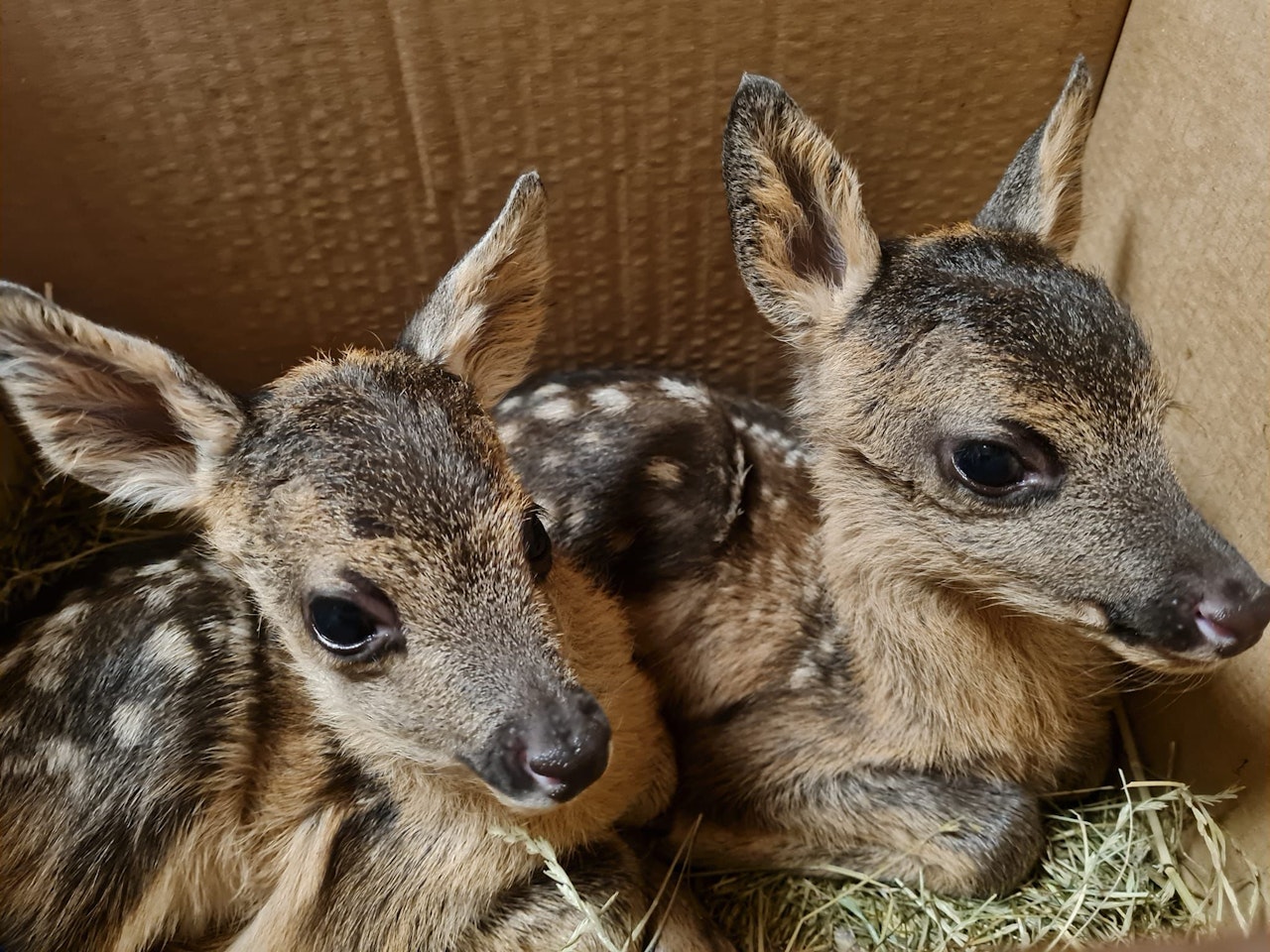 Heute.at - Jugendliche retten Reh-Kitze per Not-Kaiserschnitt