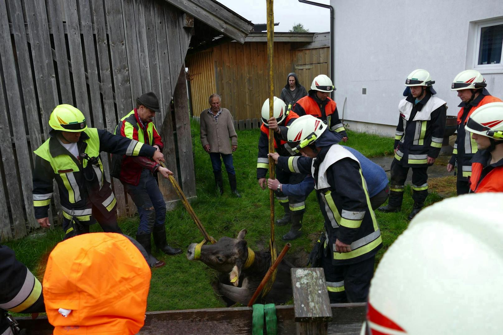 Ausgebüxte Kuh fällt in Loch: Feuerwehr kommt zur Hilfe