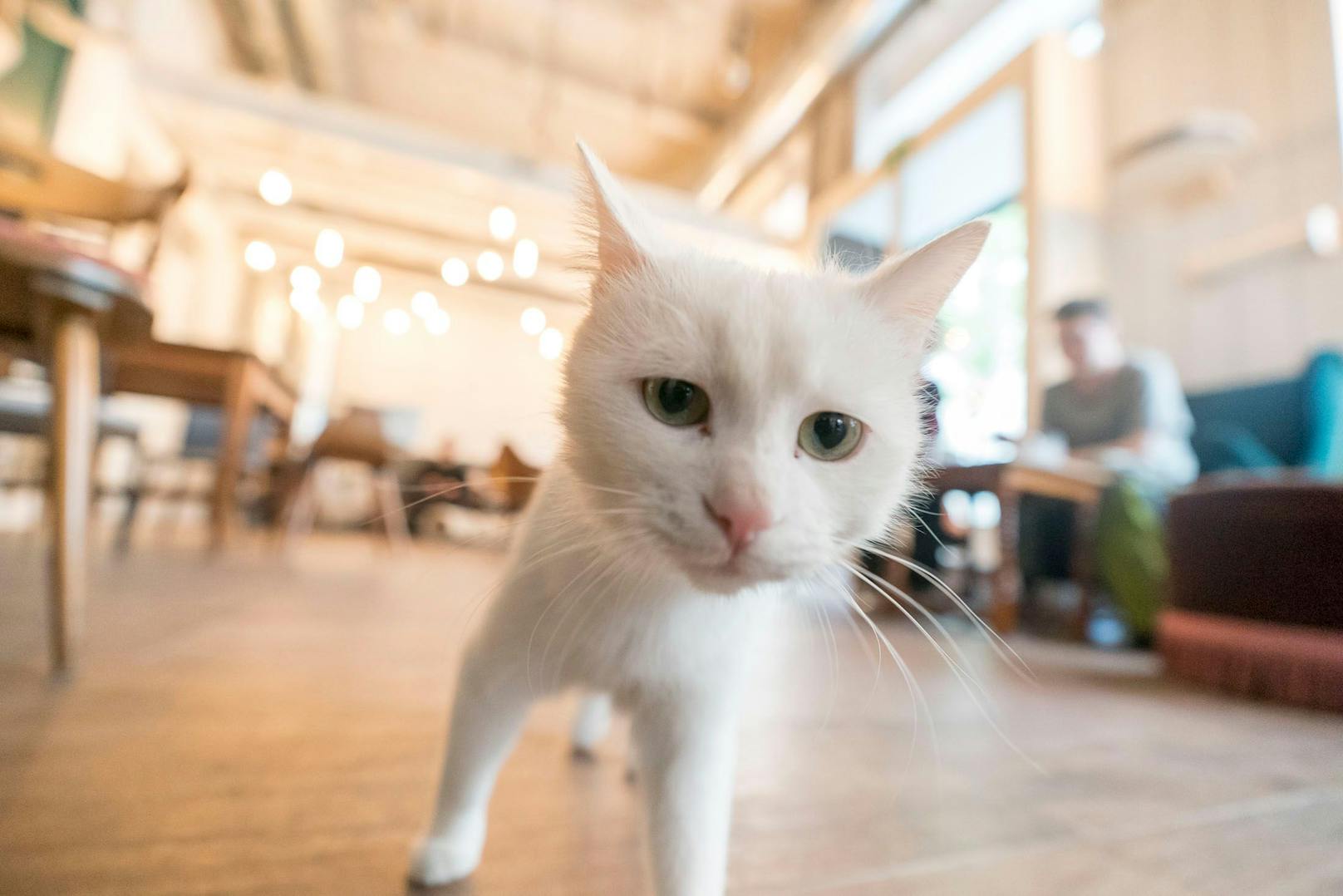 Natascha Bergmann in ihrem Katzencafe Barista Cats in der Kandlgasse 35 in Wien-Neubau. Insgesamt vier schnurrende "Mitarbeiter" warten auf die Besucher.